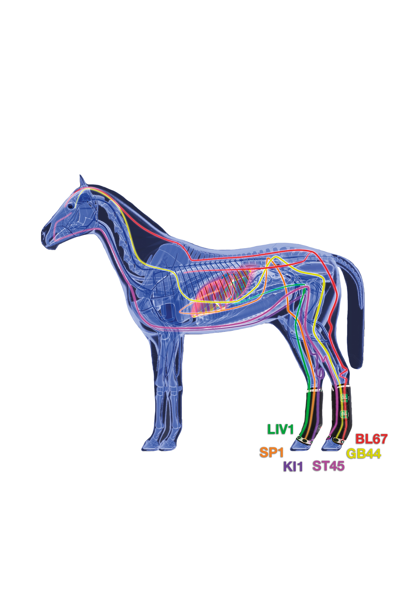 Zandona Therapeutic Wellness Support Boot Air protectores magn&eacute;ticos, traseros