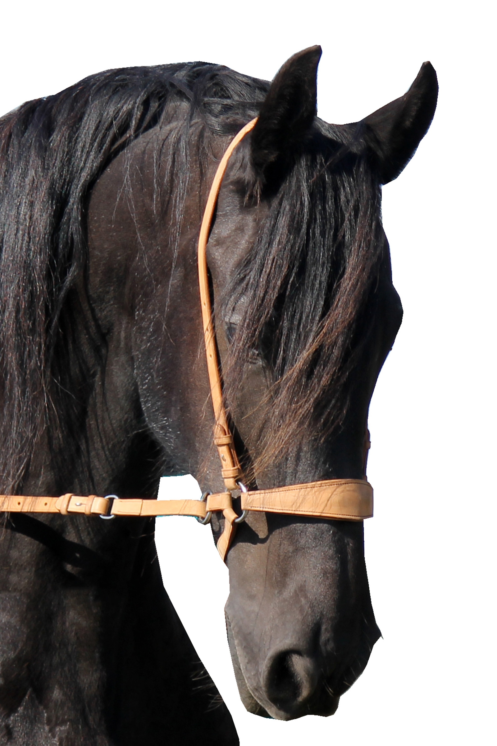 Natural F.R.A. Freedom Riding Articles Lami Brida Bitless (Sistema 4) con riendas y Studhook Connect