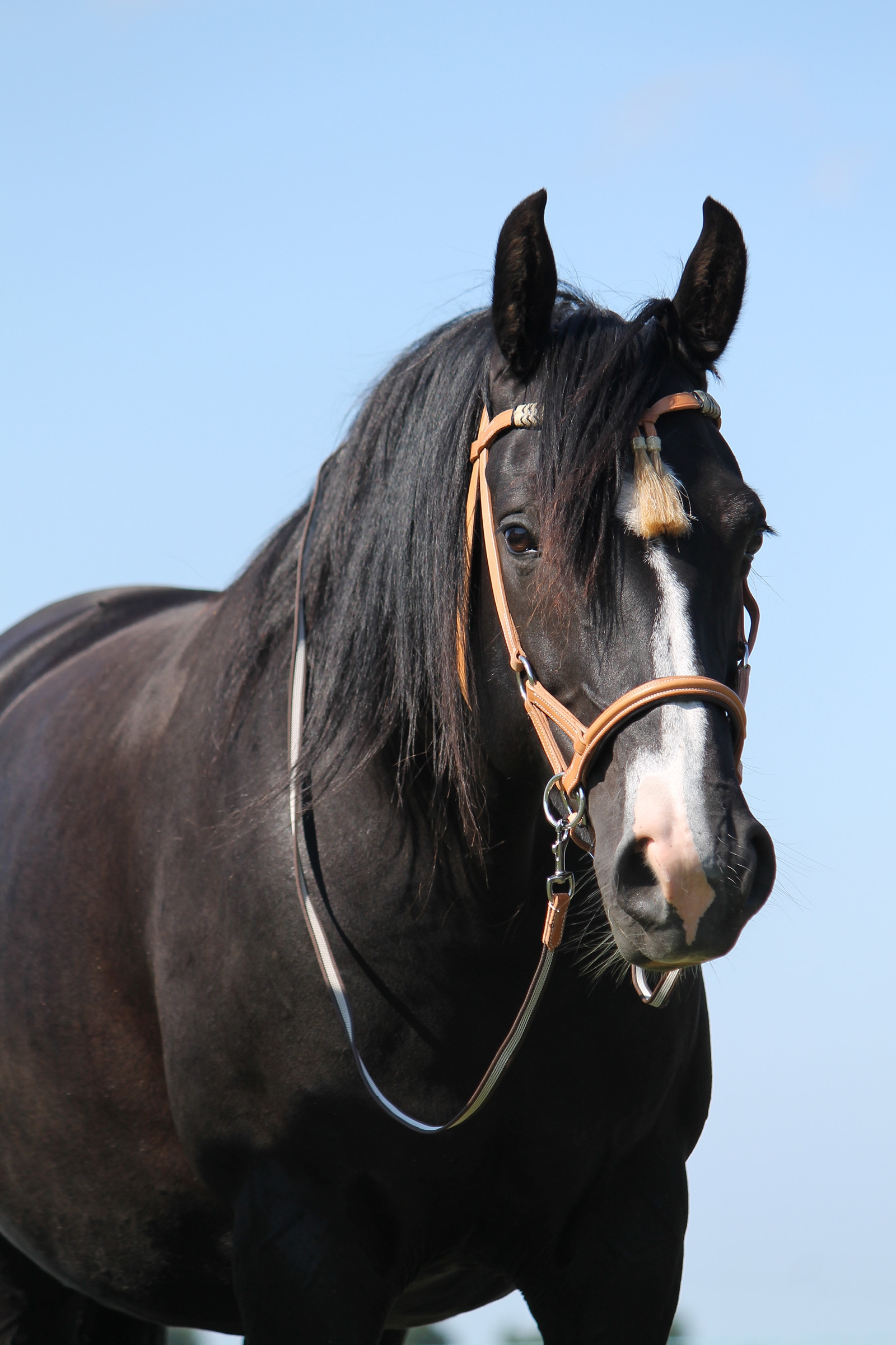 F.R.A. Freedom Riding Articles Shango Sidepull (Sistema 3) Cuero de aspecto occidental