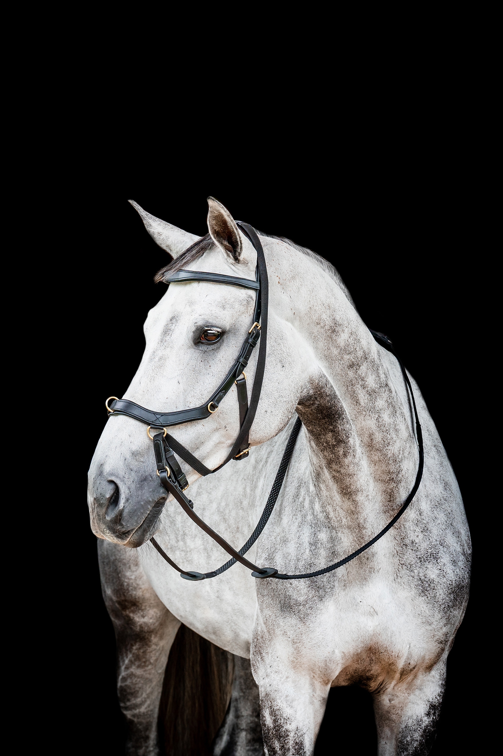 Horseware Micklem 2 Multi Cabezada