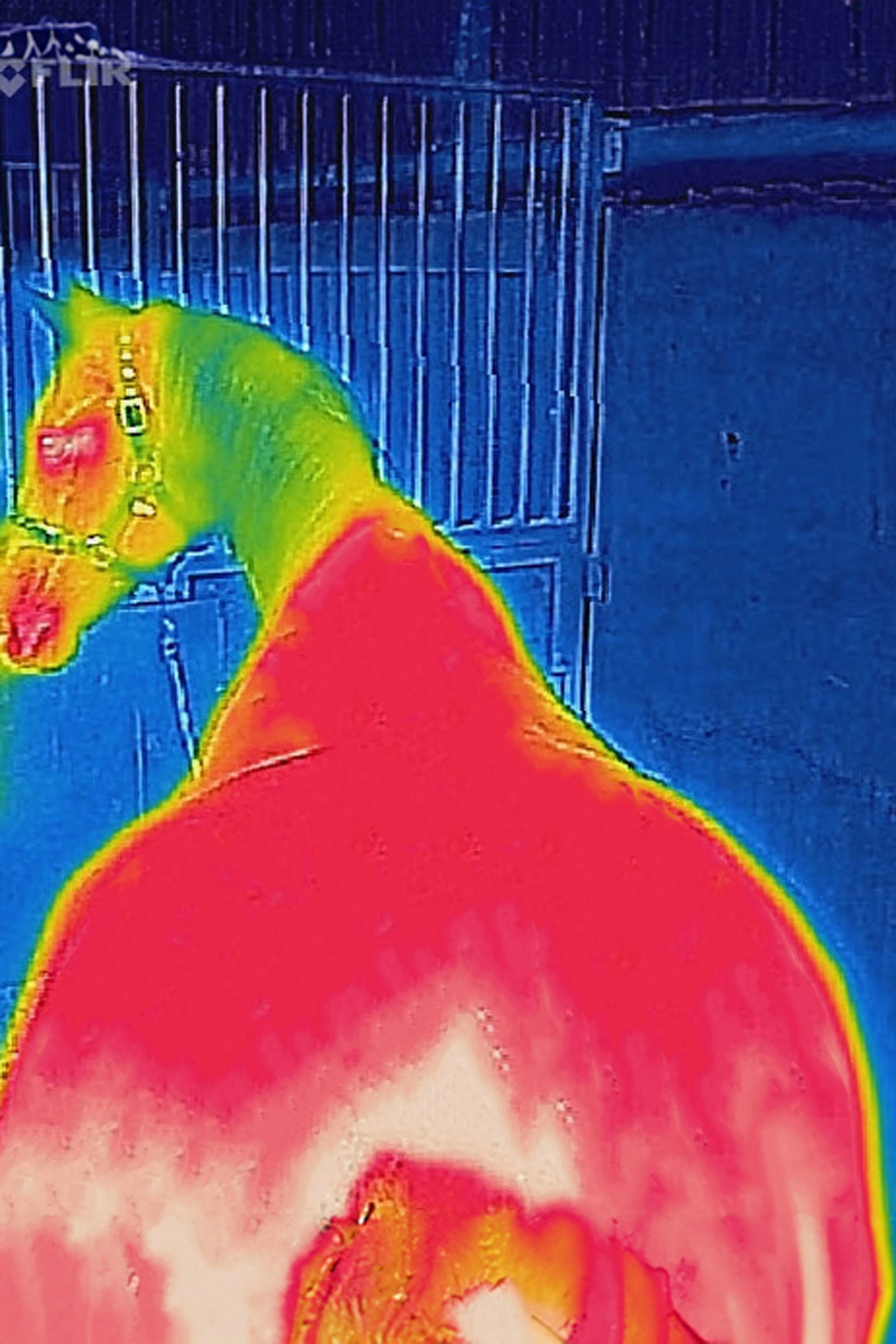 Bucas Therapy manta de secado, 0 g