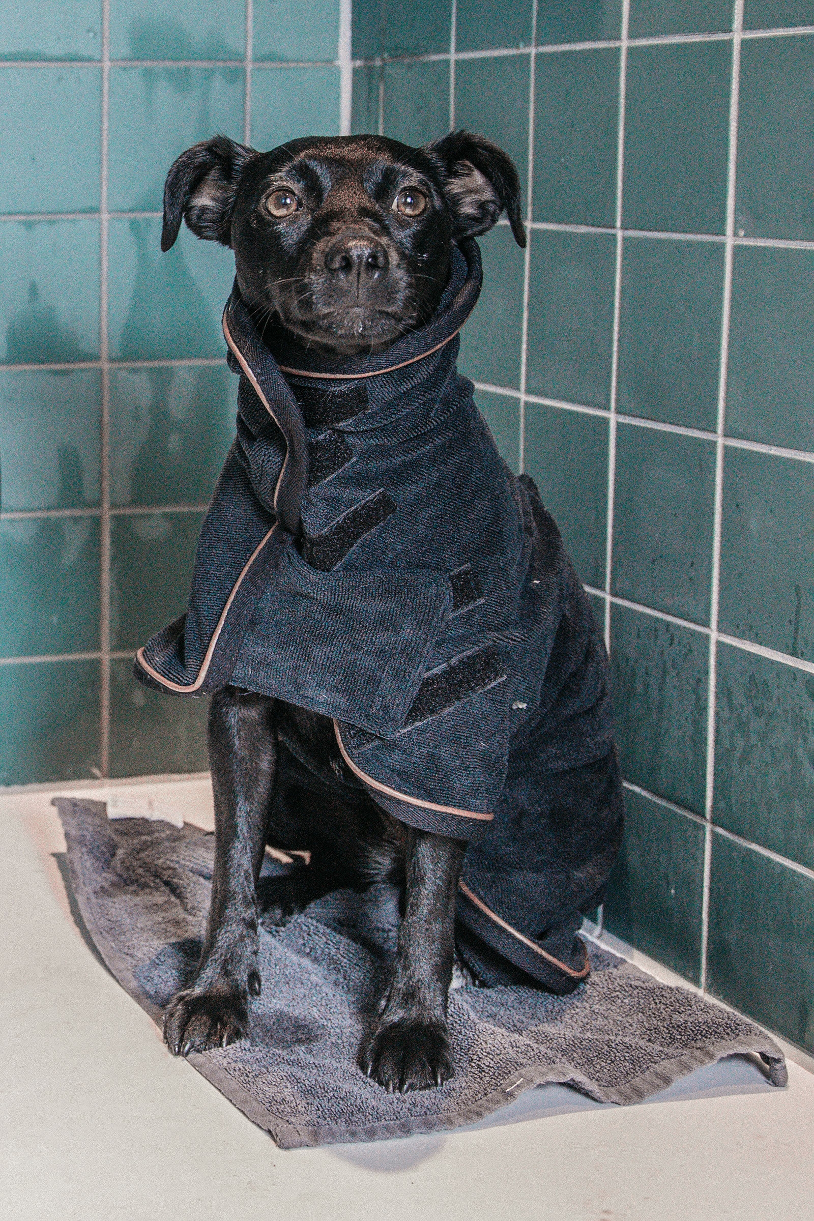 Toalla para abrigo de perro Kentucky Dogwear