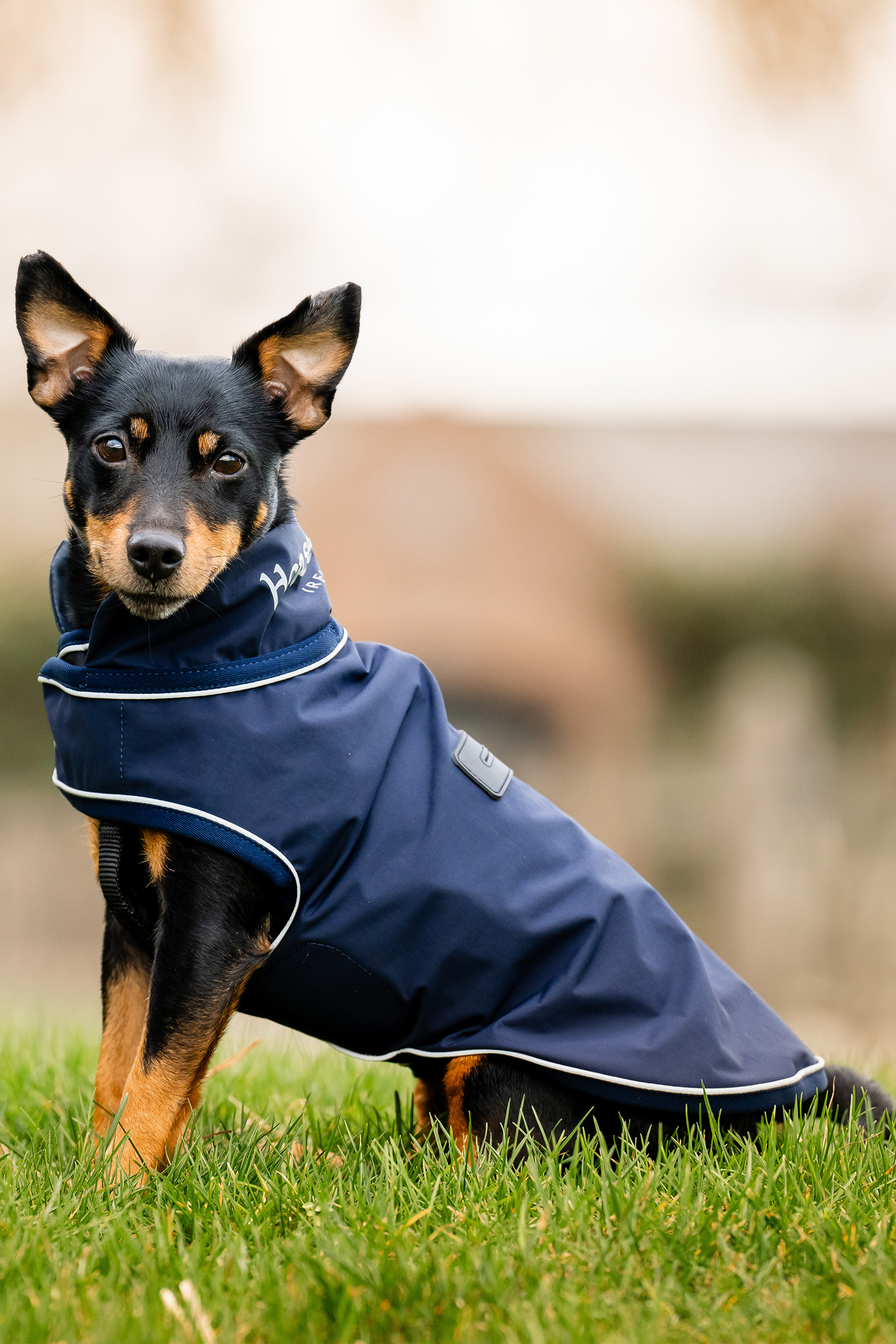Capa de lluvia para perros Horseware Signature