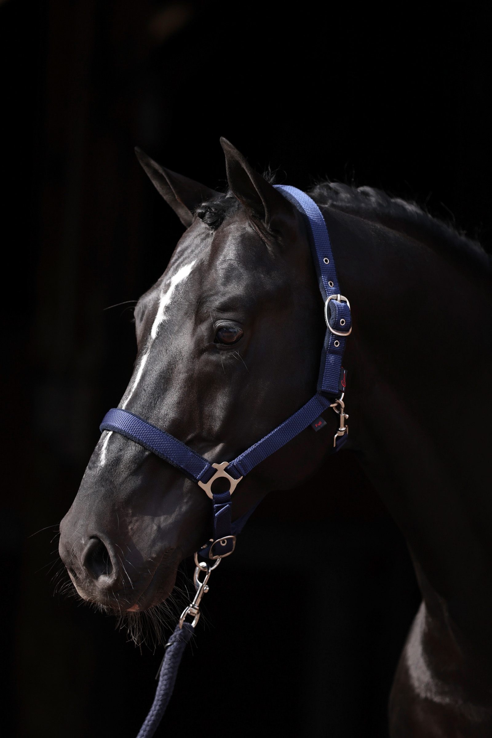 DB/AB Cabezada de Cuadra con Refuerzo de Polar Covalliero Dexter