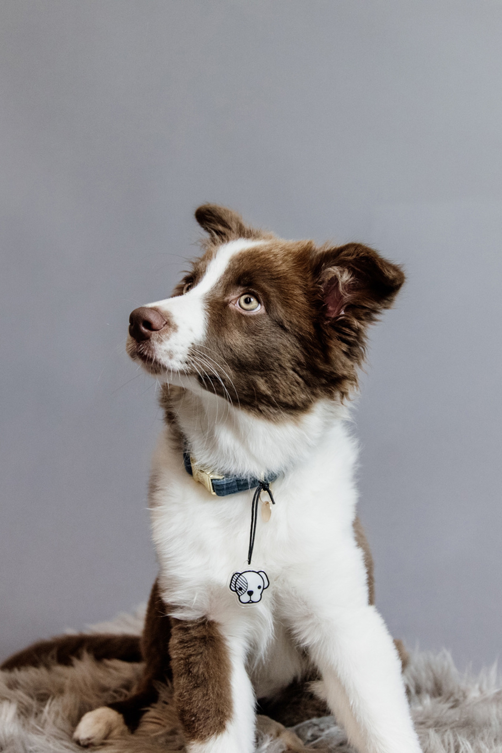 Kentucky Dogwear Collar de perro Terciopelo