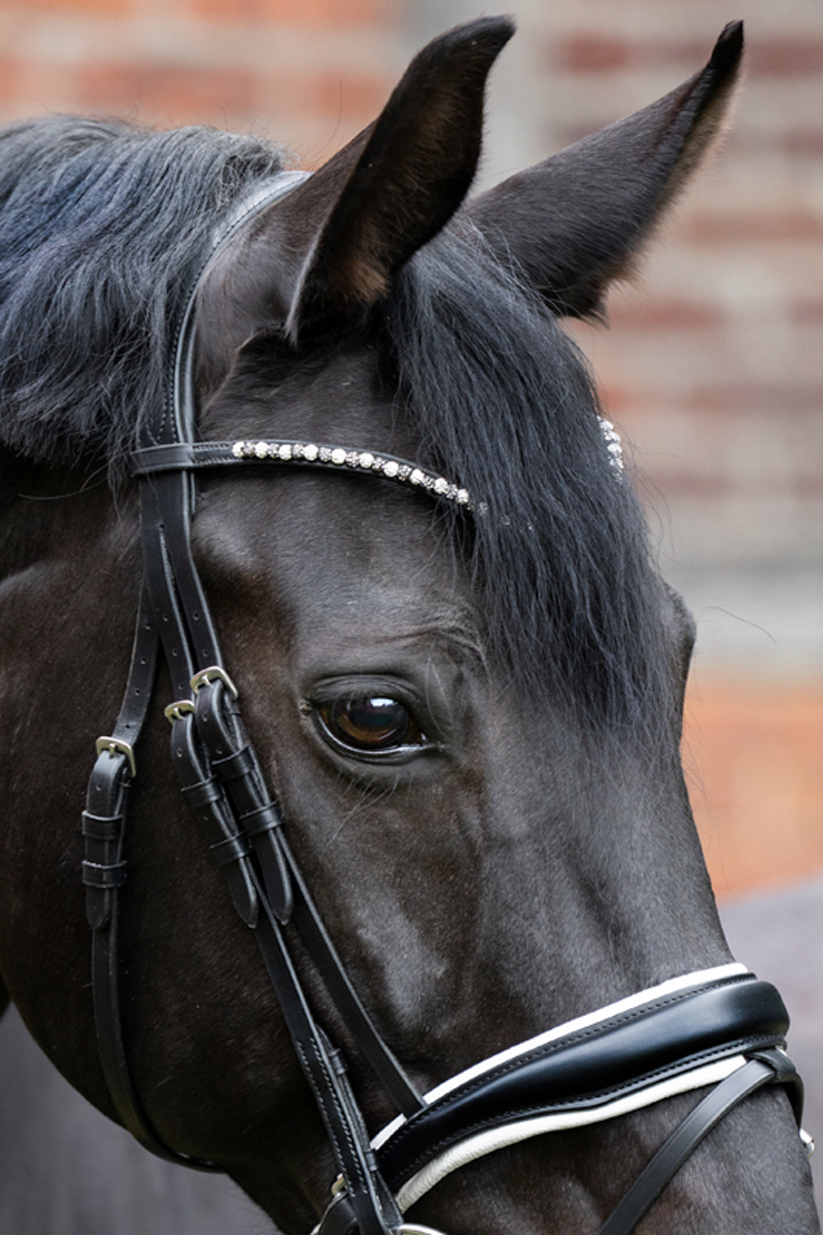 Kavalkade Frontalera Pila