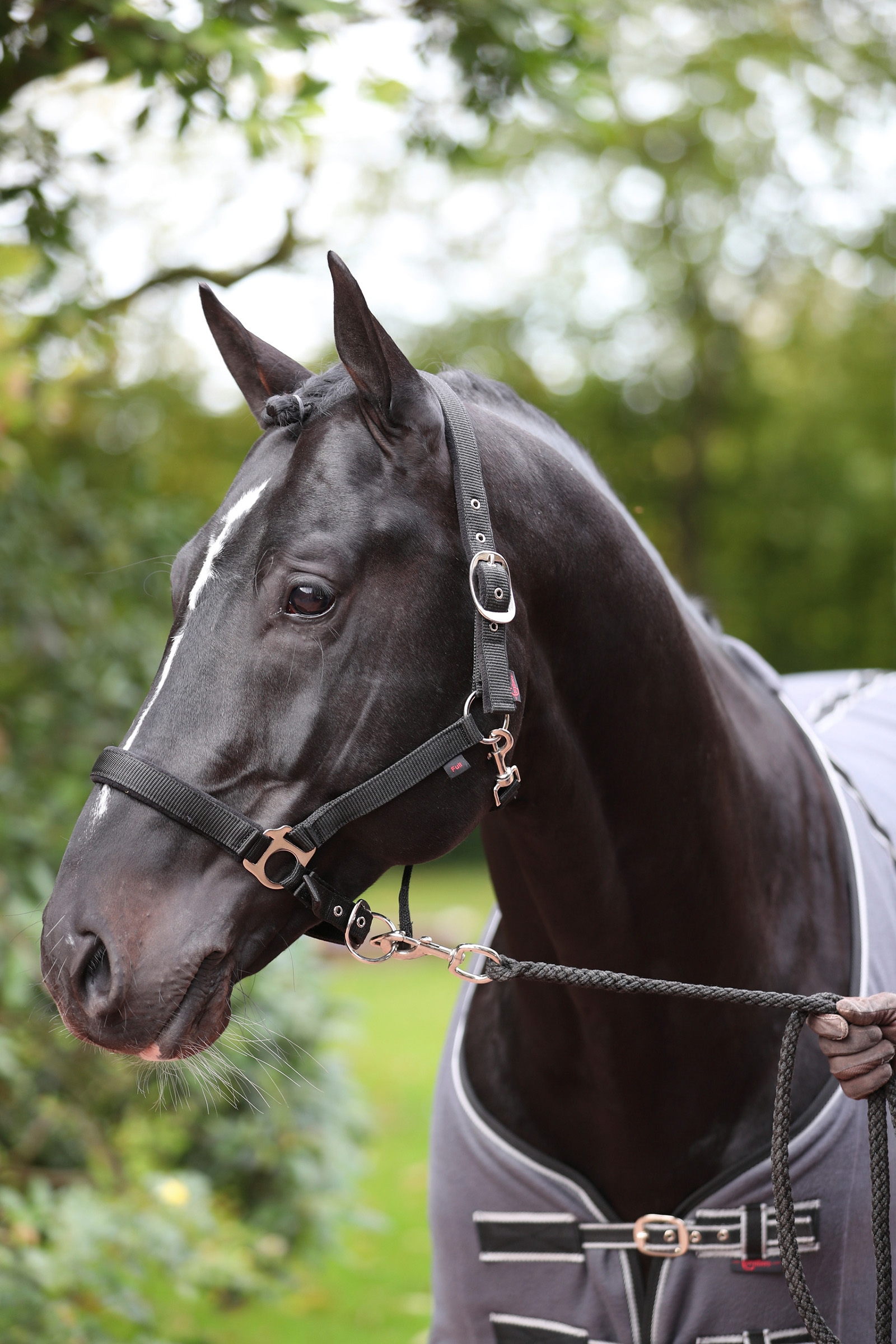 Cabezada de Cuadra con Refuerzo de Polar Covalliero Dexter