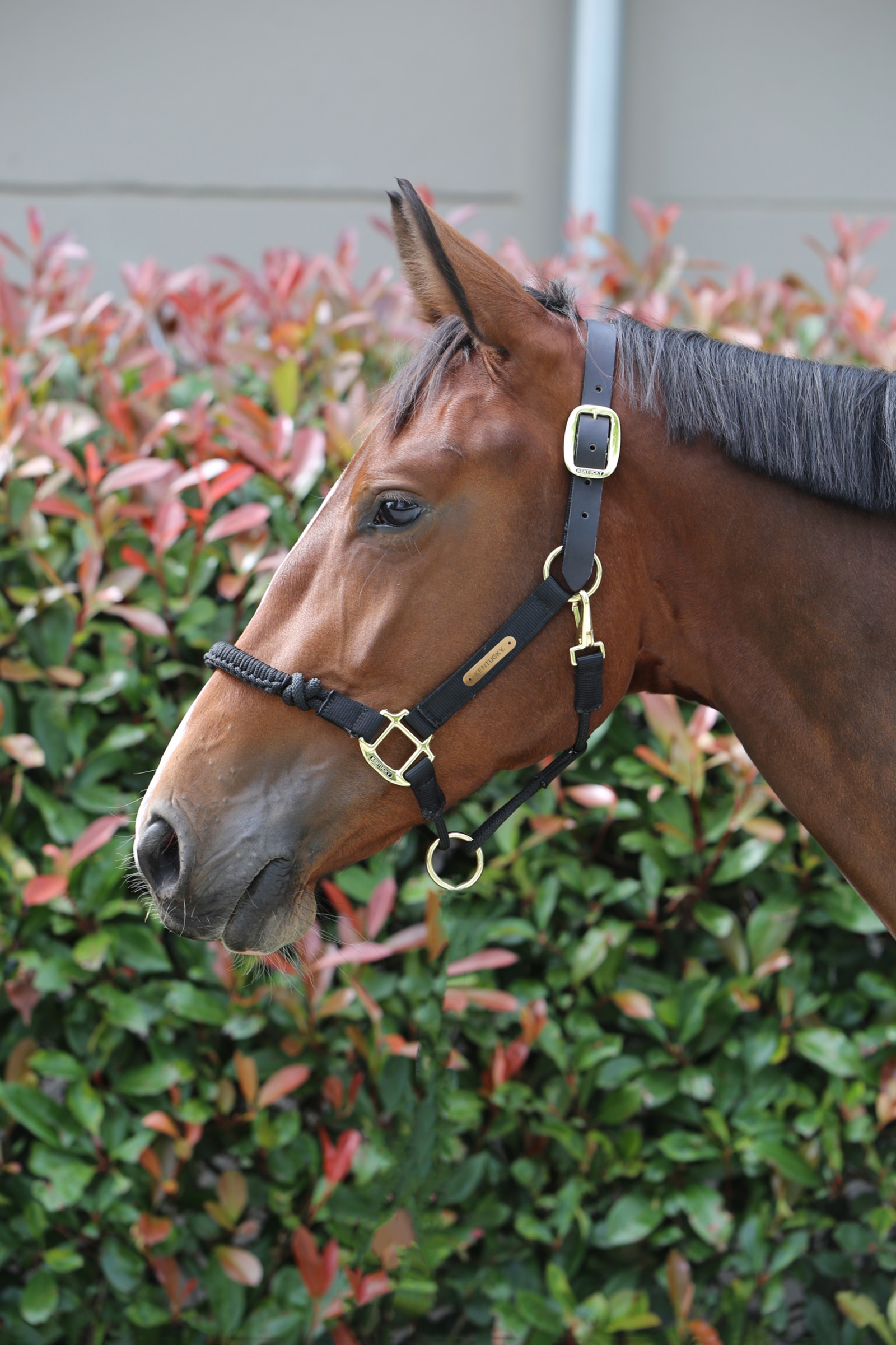 Cabestro de control Kentucky Horsewear