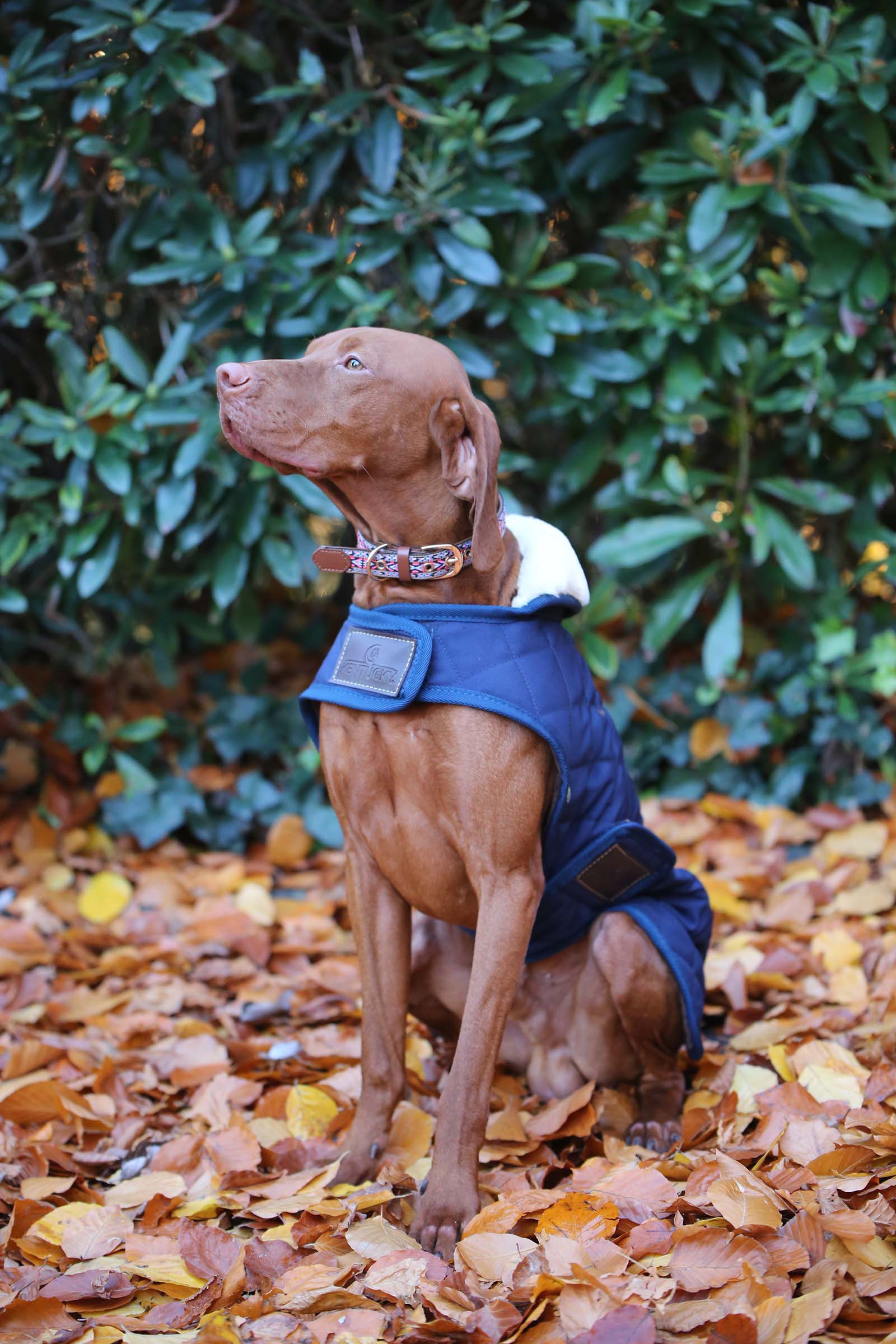 Abrigo impermeable para perros Kentucky Dogwear