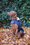 Abrigo impermeable para perros Kentucky Dogwear