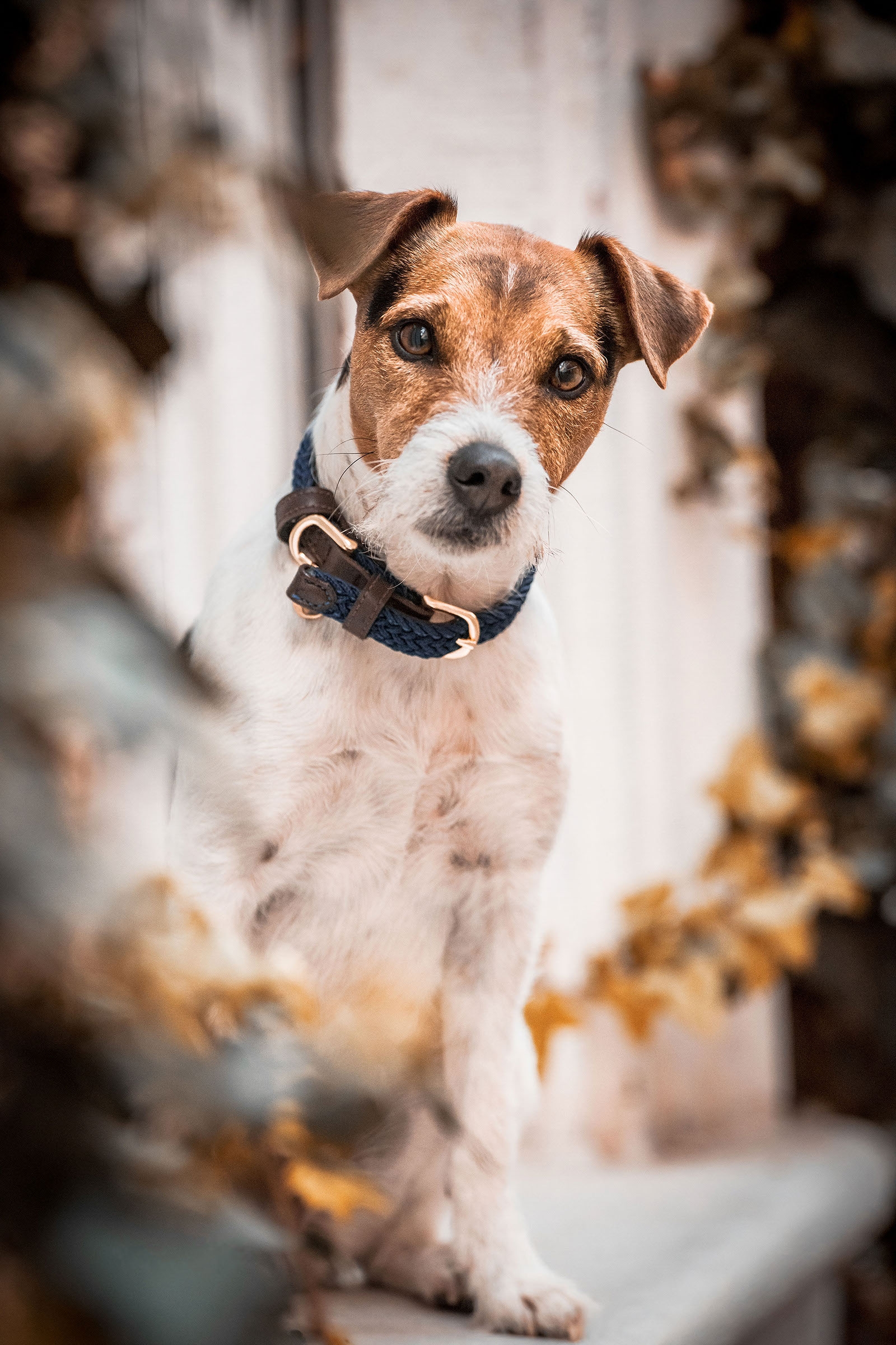 Kentucky Dogwear collar de perro de nailon trenzado