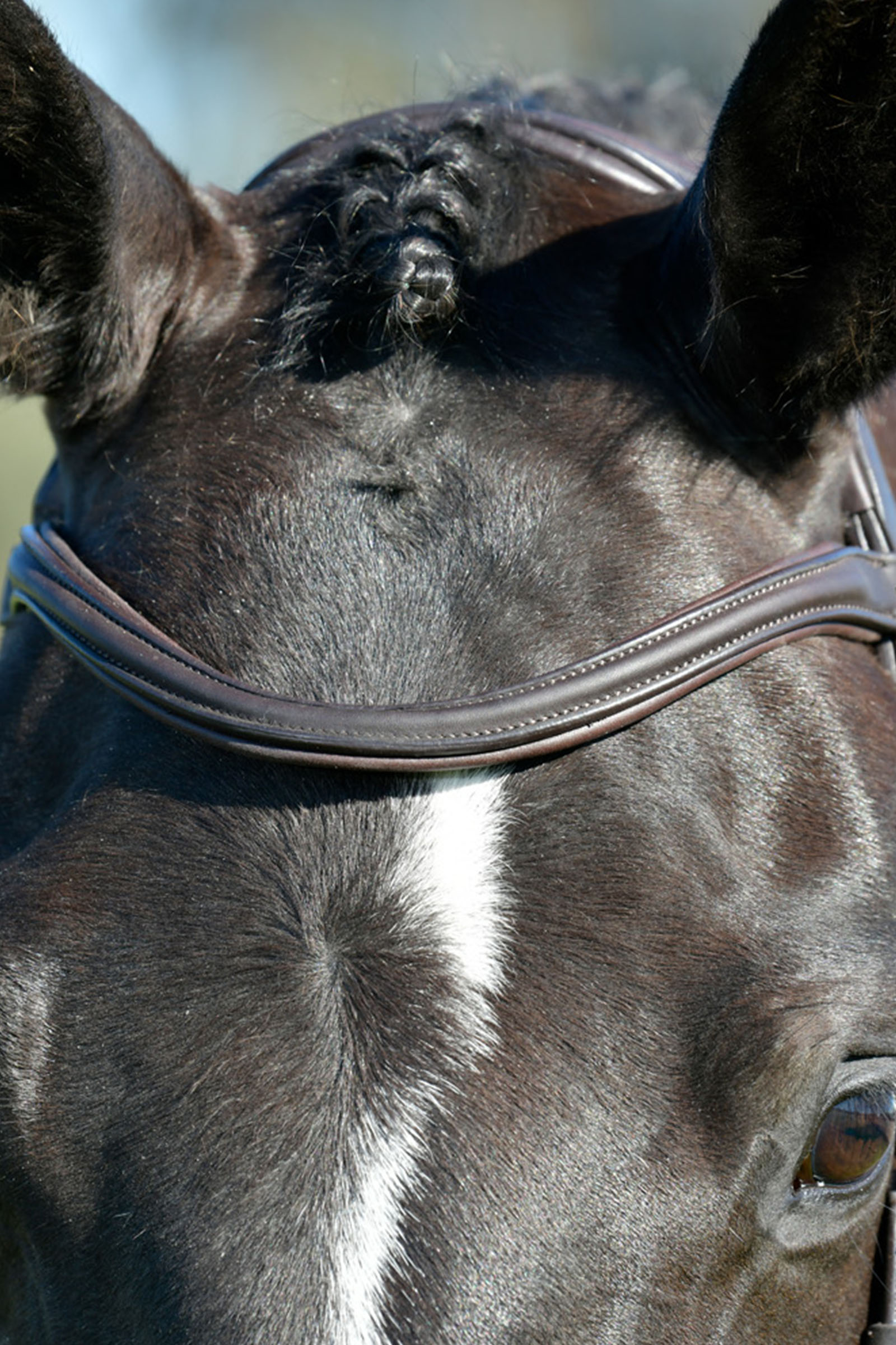 Collegiate Comfitec Opulux cabezada sencilla acolchada con muserola combinada tipo hannoveriano