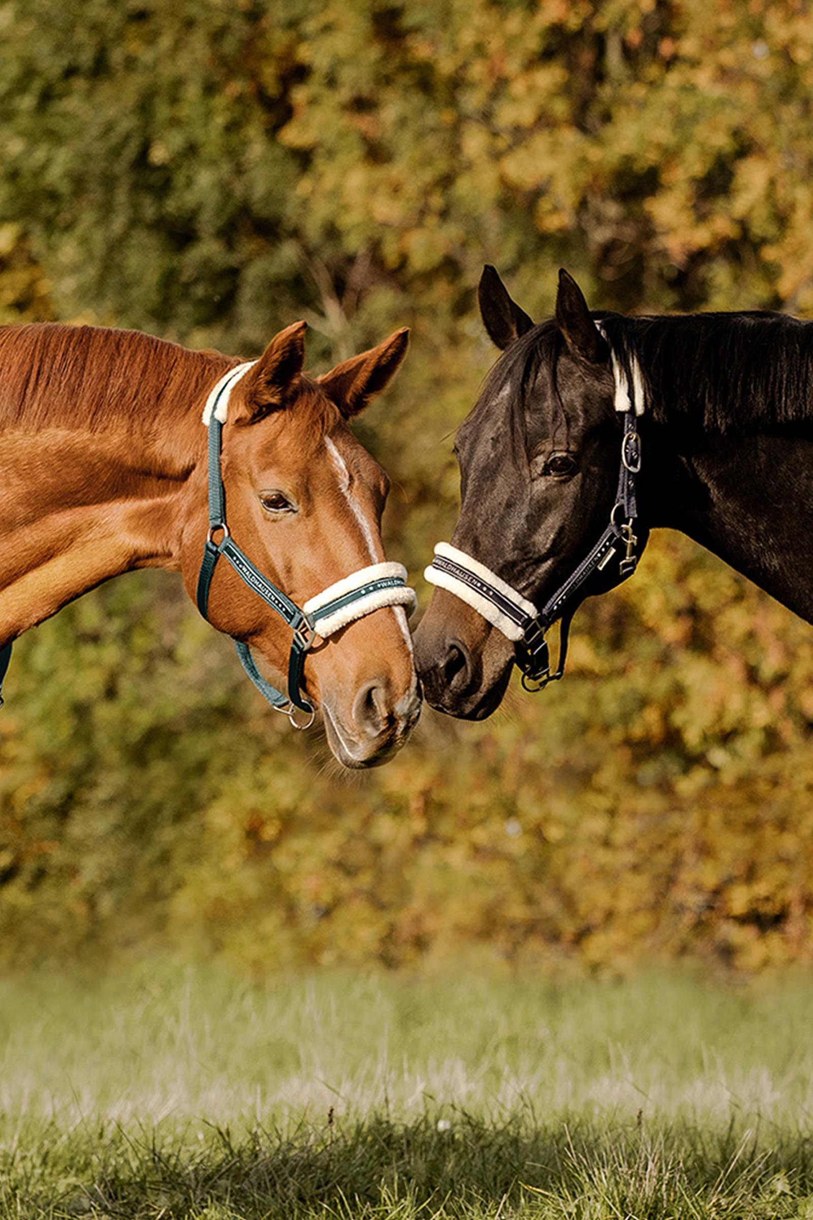 Waldhausen cabezada de cuadra Elegant