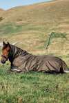 LeMieux Arika Ripstop Turnout Rug With Detachable Neck, 100 g