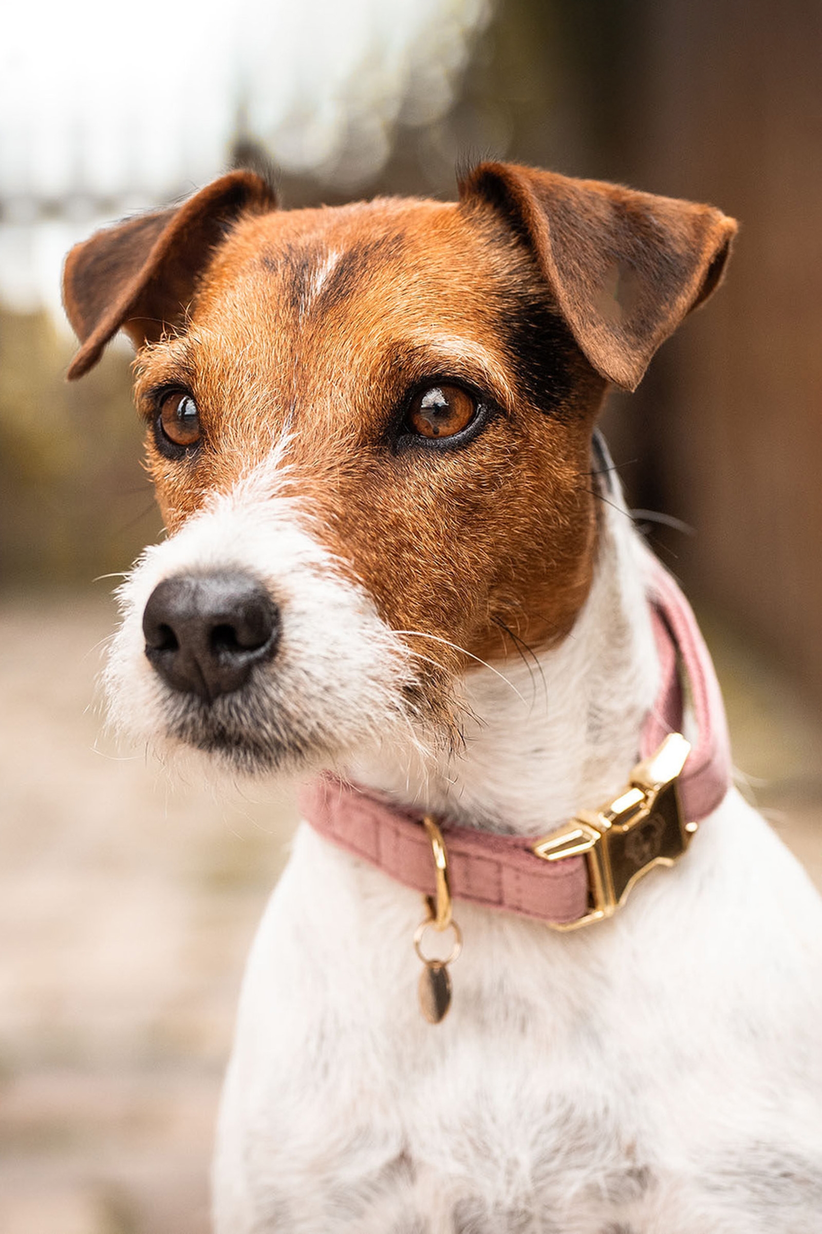 Raspberry Pink Kentucky Dogwear Collar de perro Terciopelo