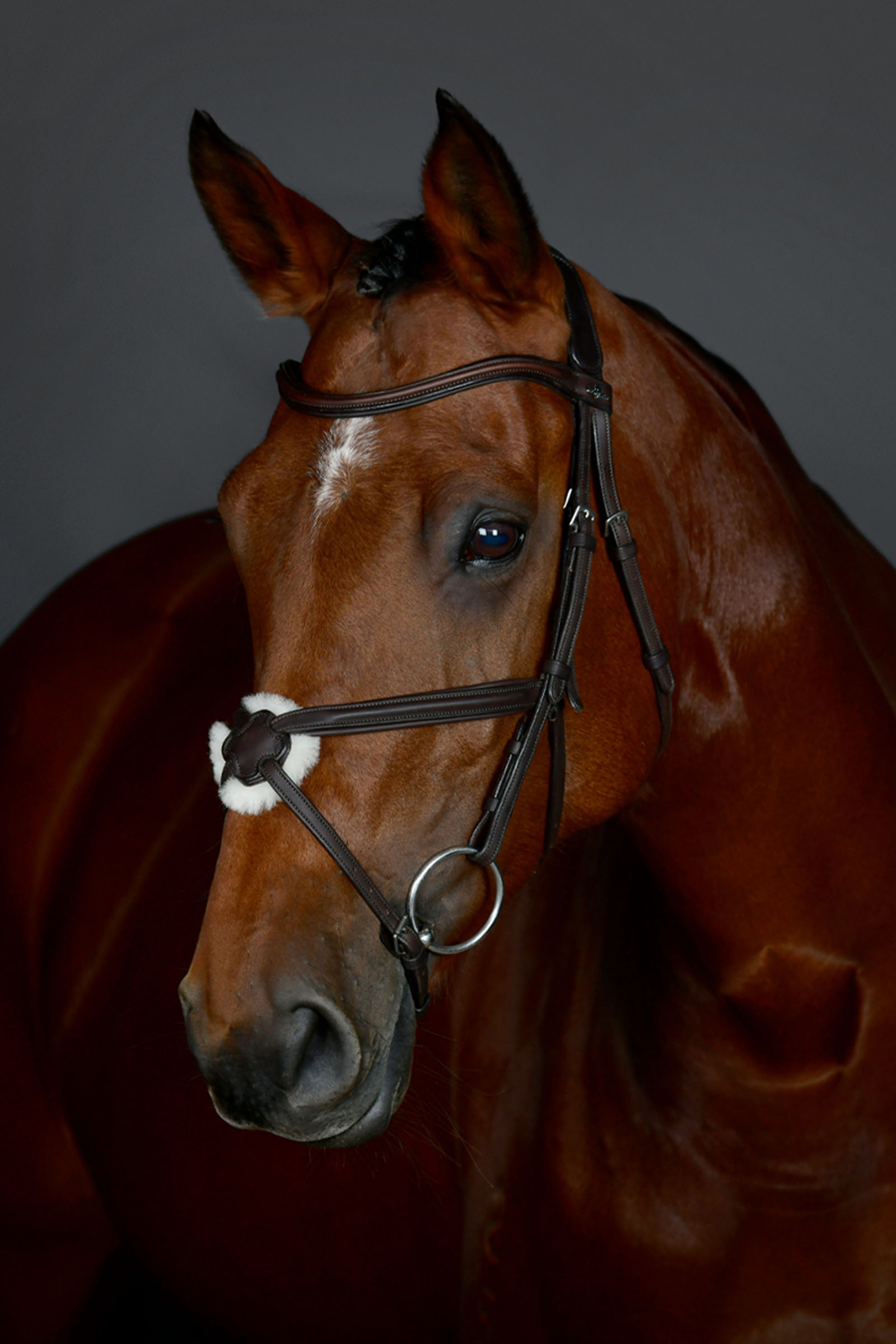 Dark Brown Collegiate Comfitec Opulux cabezada sencilla acolchada con muserola cruzada