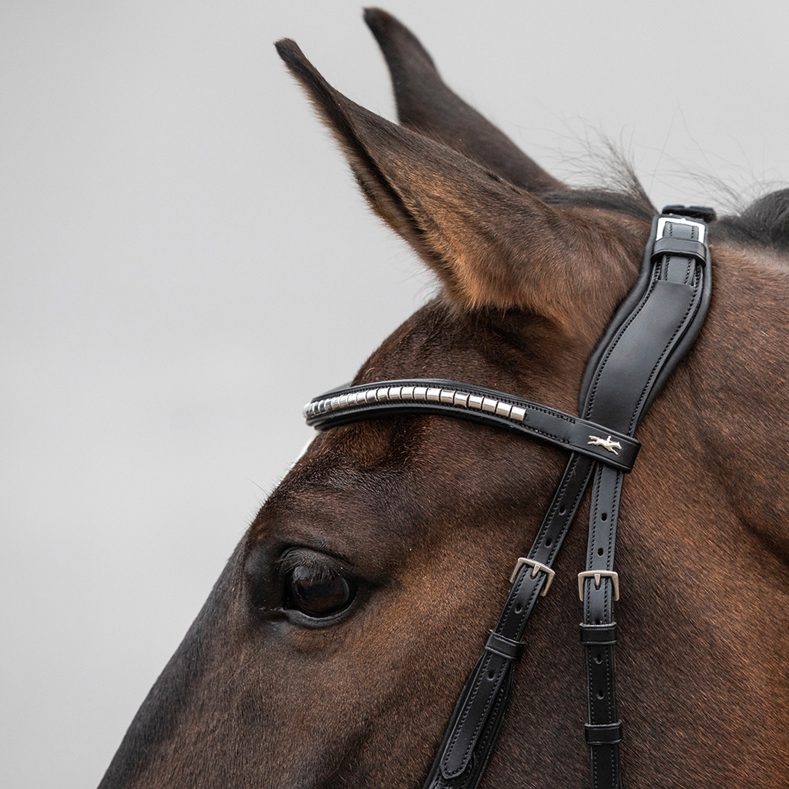 Testera Schockemöhle Sports Equitus Rho