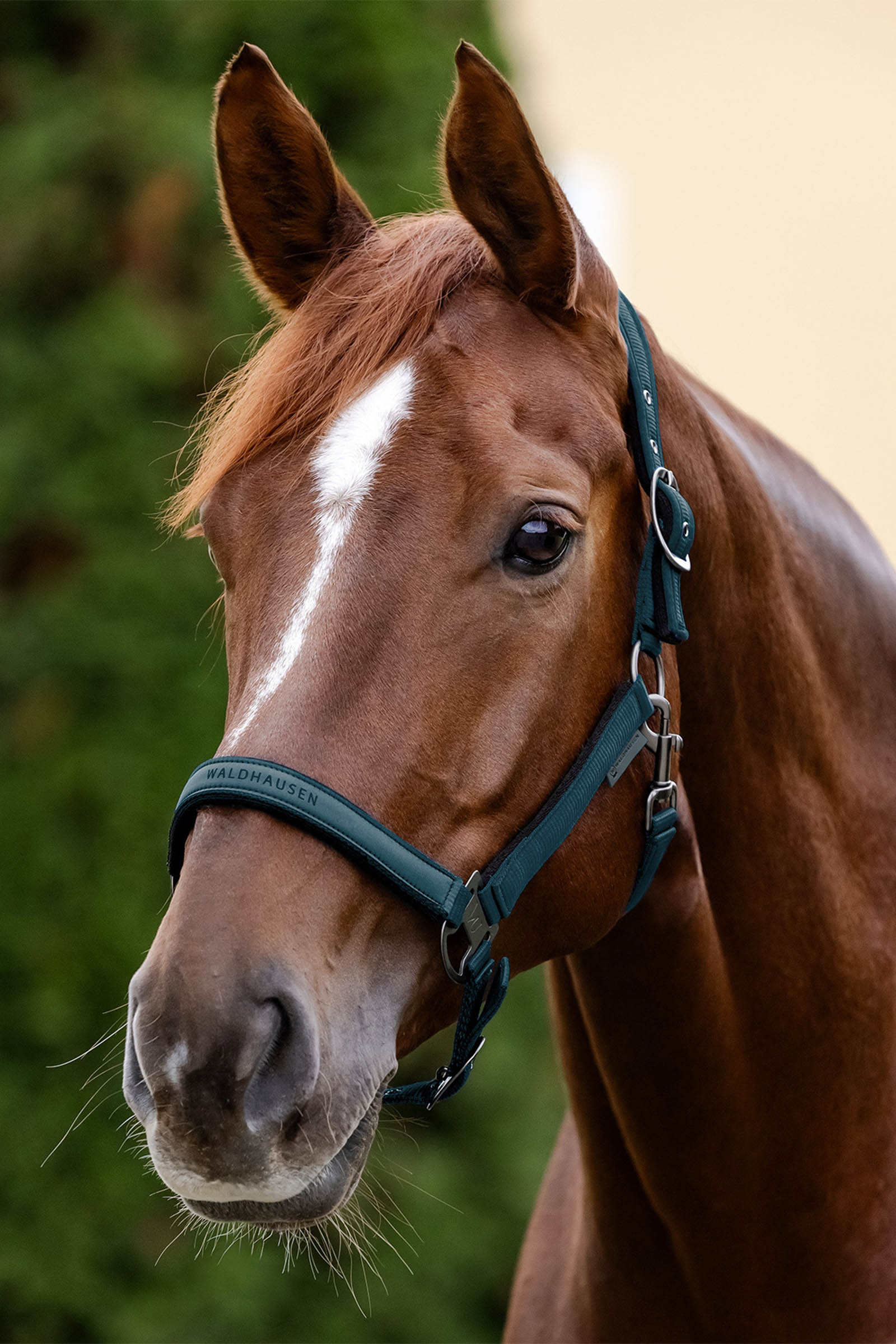 Waldhausen Athletic Cabezada