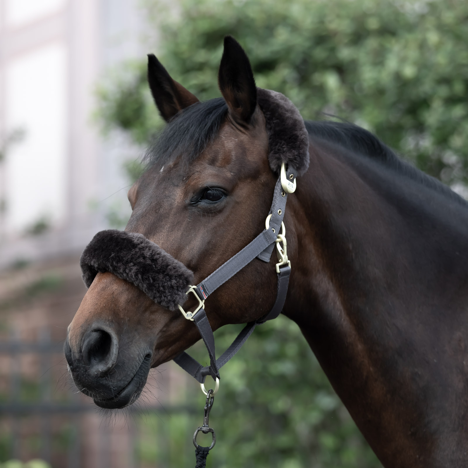 Cabezada de Cuadra con Piel de Cordero B Vertigo Laurier