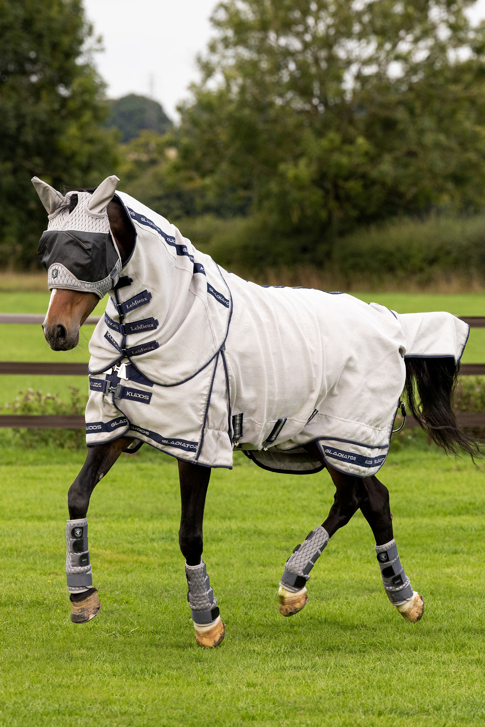 LeMieux Kudos Gladiator manta antimoscas