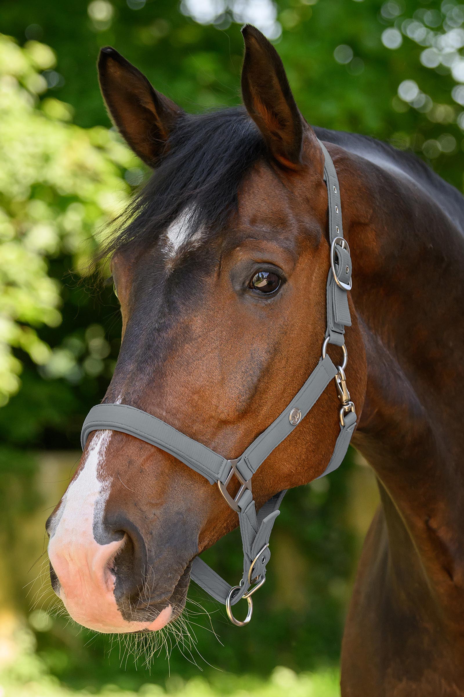 Waldhausen Trinidad cabestro