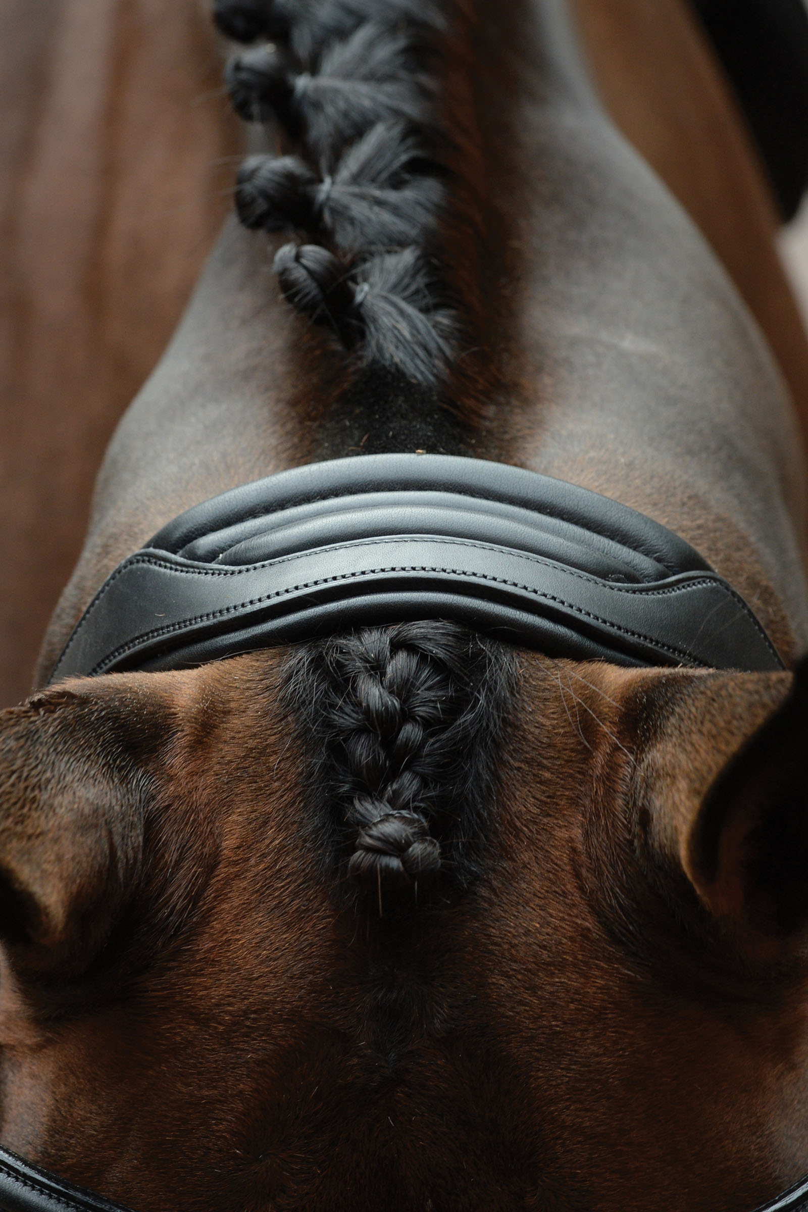 Collegiate Comfitec Vogue cabezada anatómica