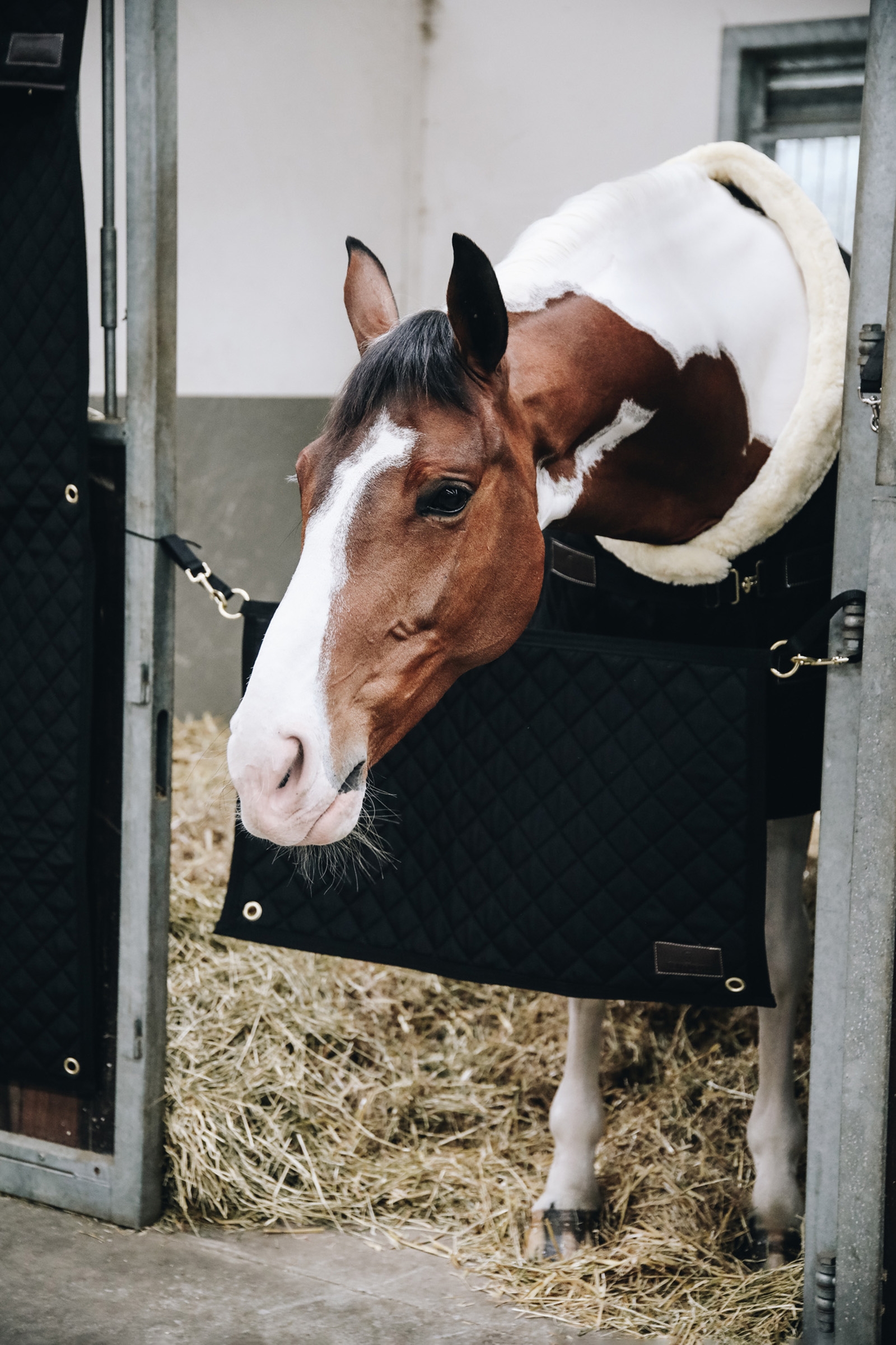 Guardia del establo de Kentucky Horsewear