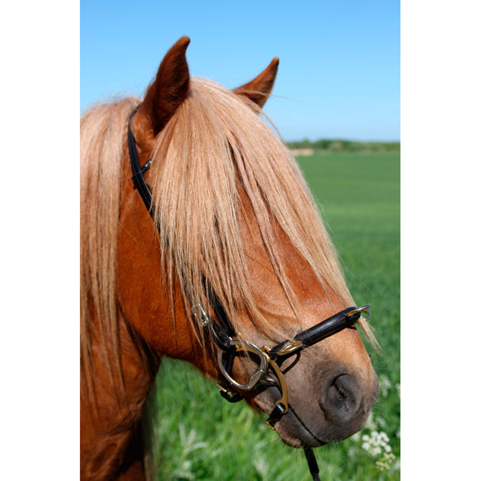 Karlslund Equitación kapsun w. bar