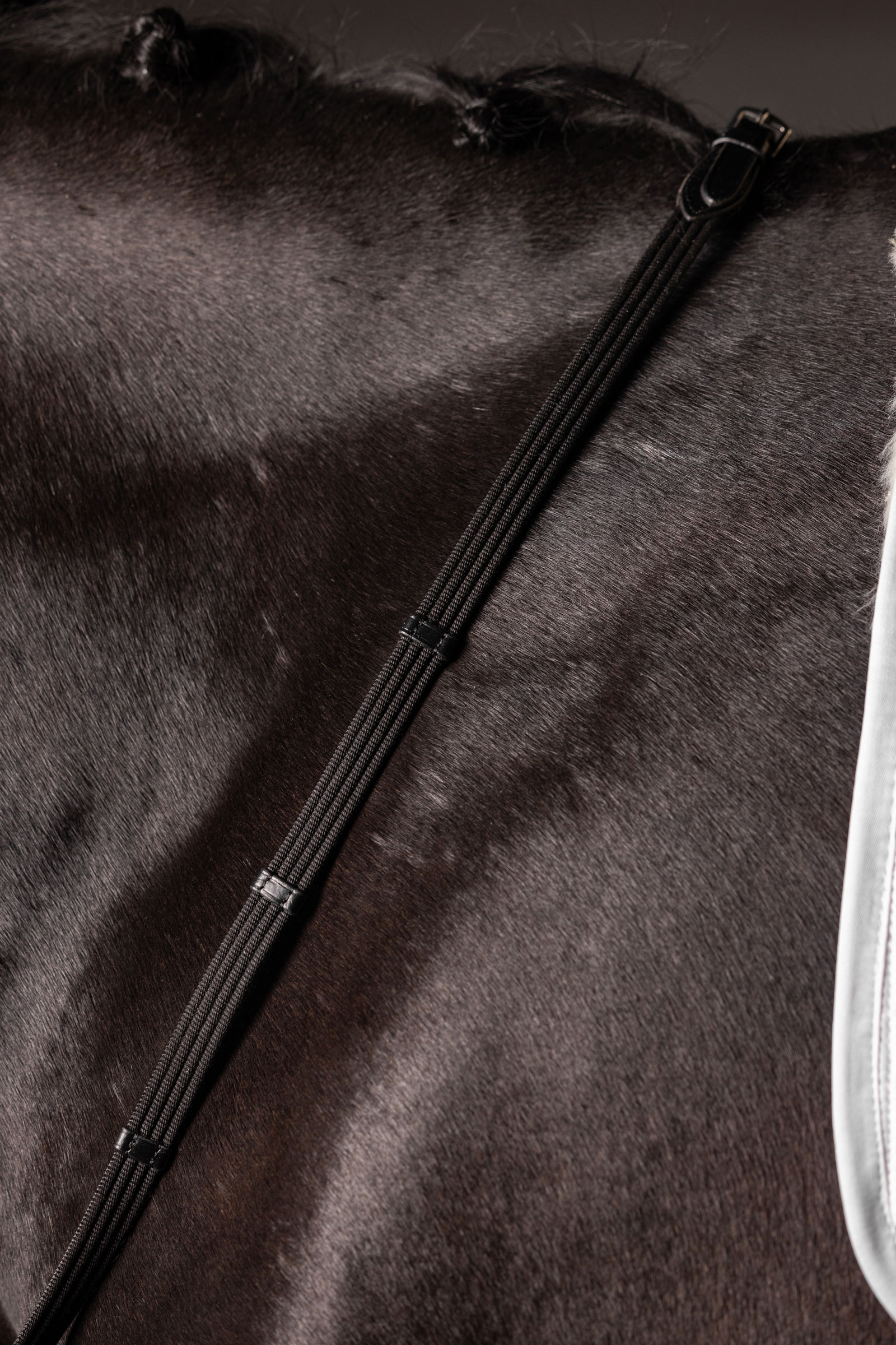 LeMieux Continental riendas de tejido