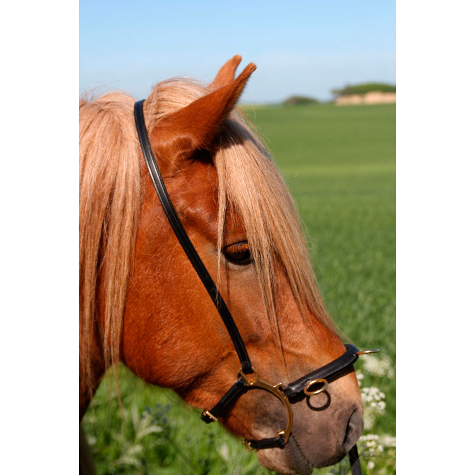 Karlslund Equitación kapsun w. bar