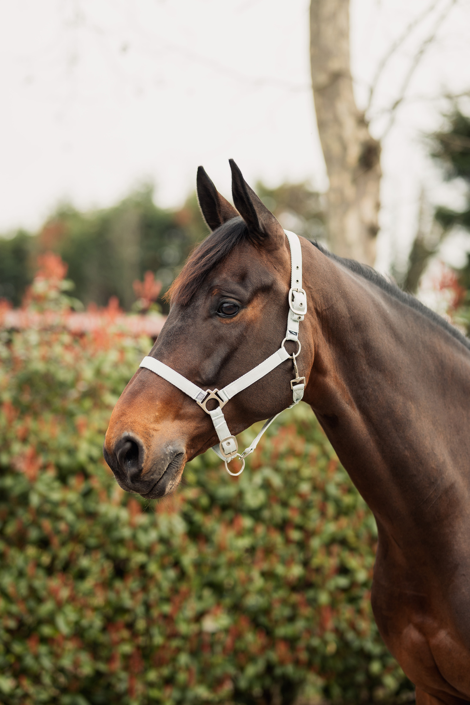 Cabezada de Cuadra Horze Rose Tonique