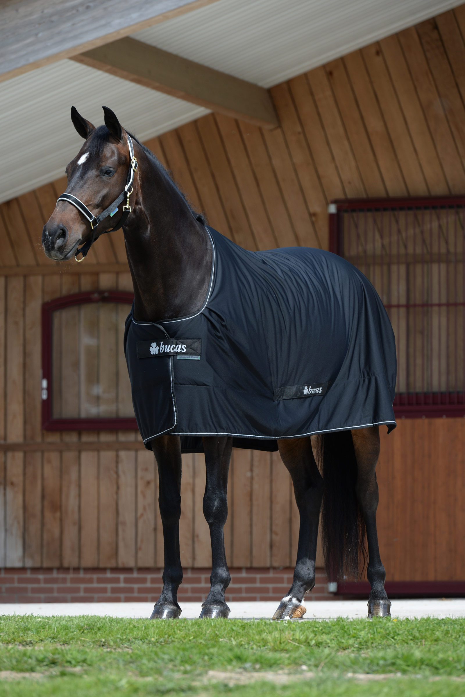 Bucas Shamrock Power manta 