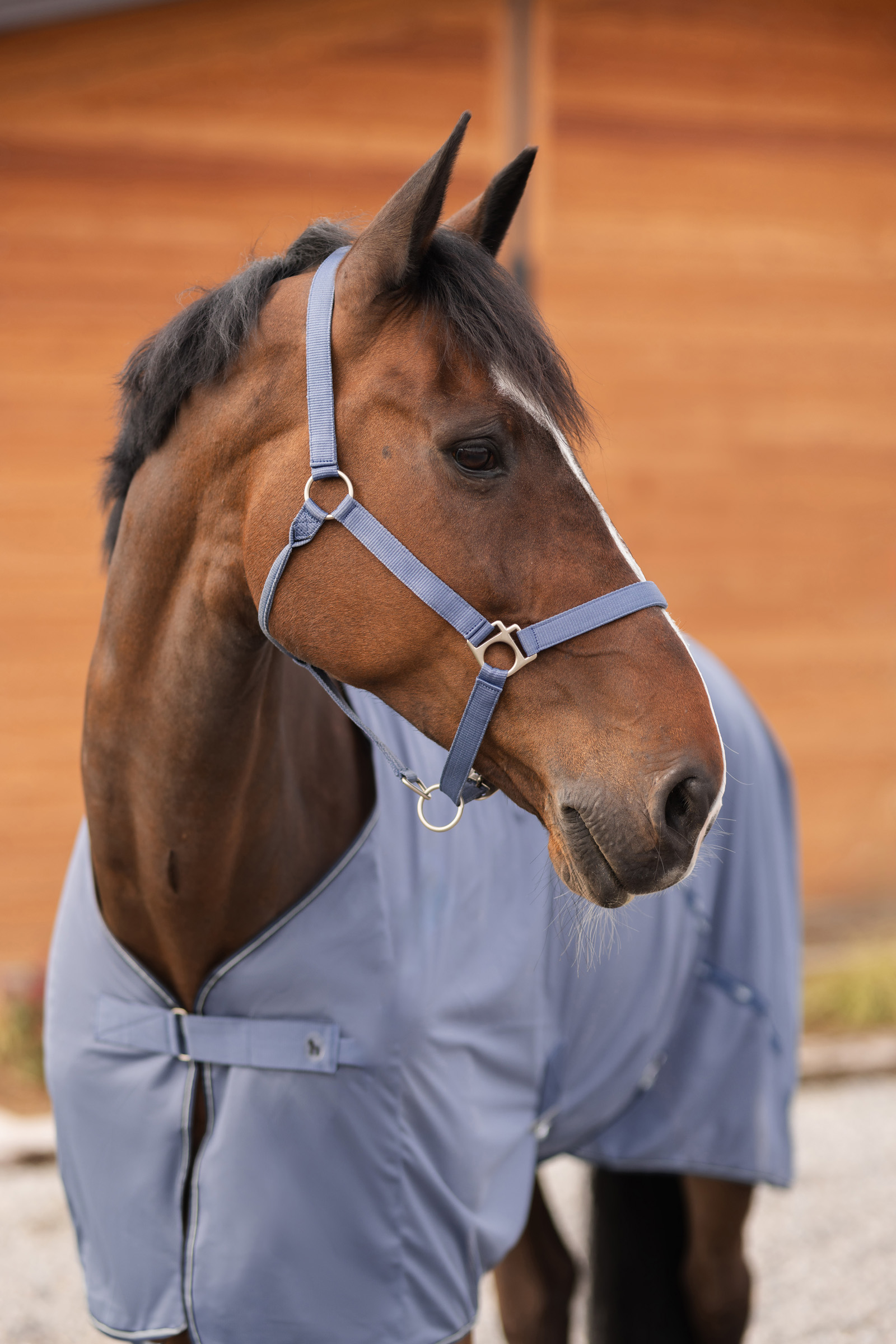 Cabezada de Cuadra Horze Rose Tonique