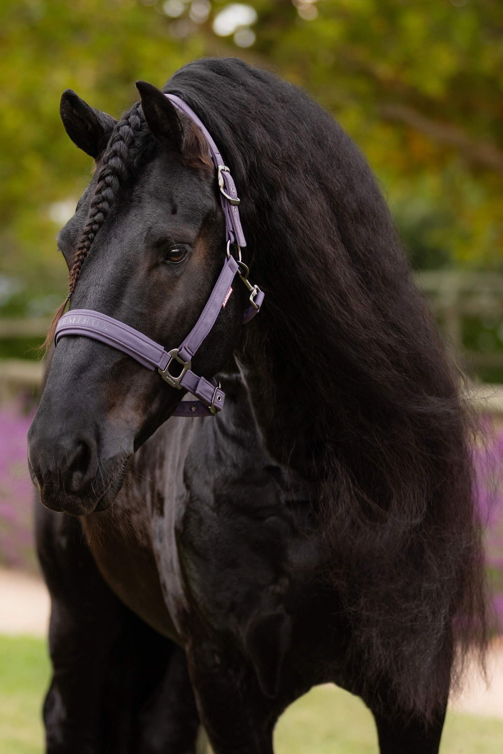 LeMieux Essence Cabezada cuadra