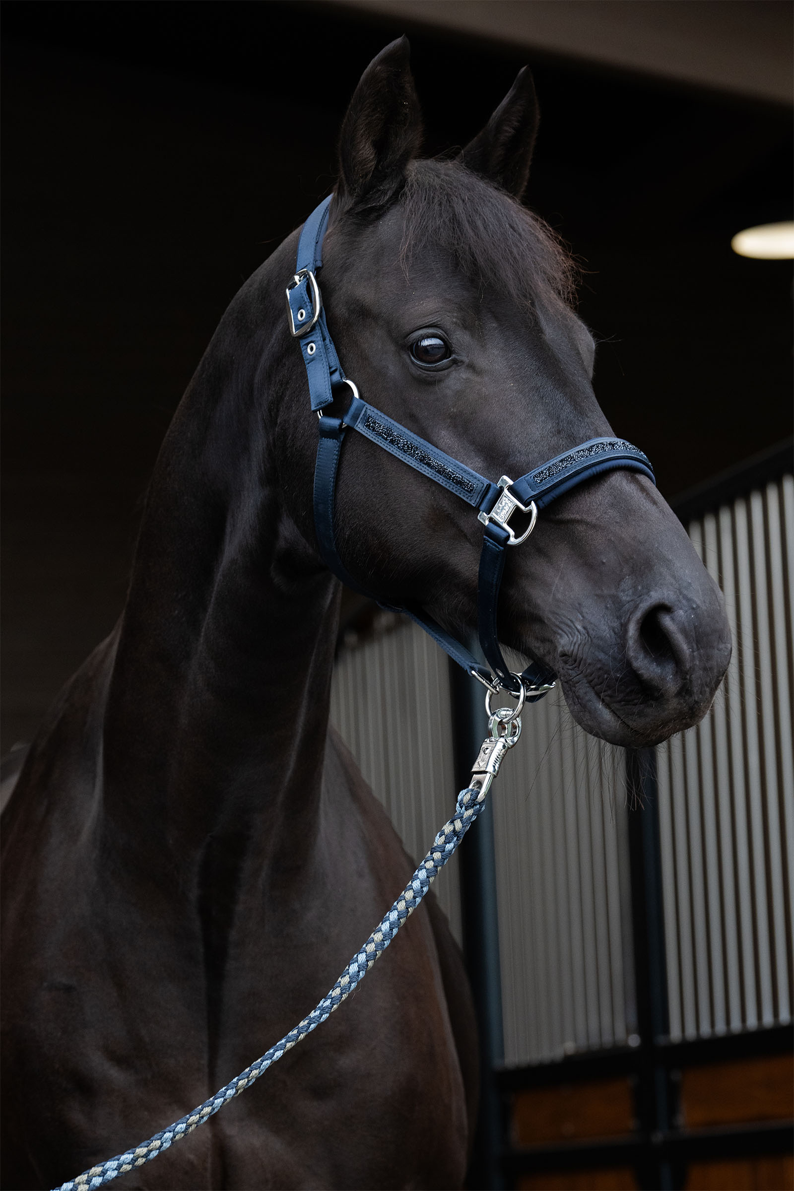 Eskadron Classic Sports SS25 Mattgloss Jewel Double Pin cabezada