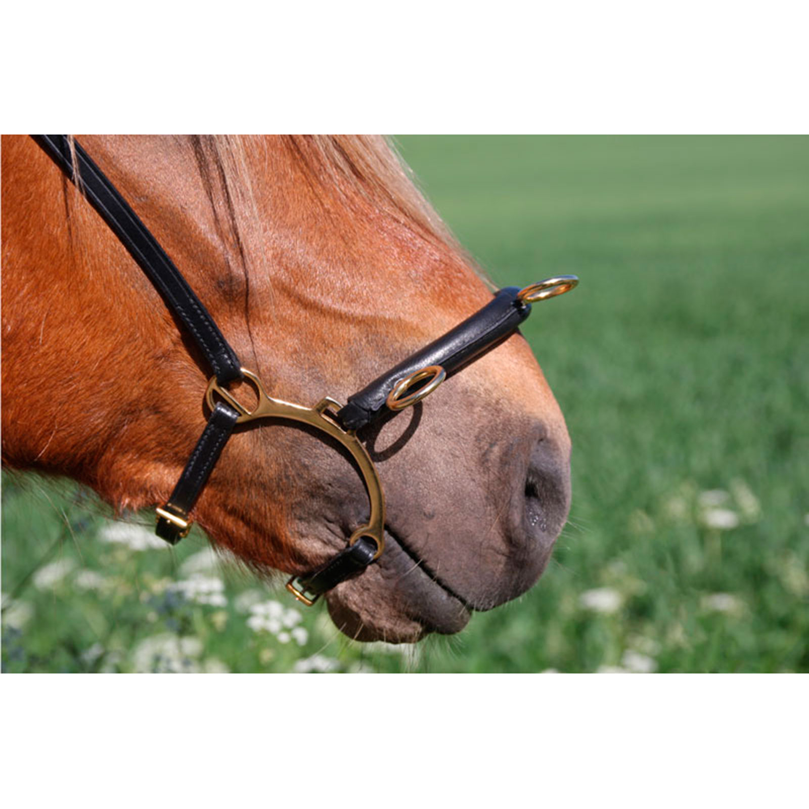 Karlslund Equitación kapsun w. bar