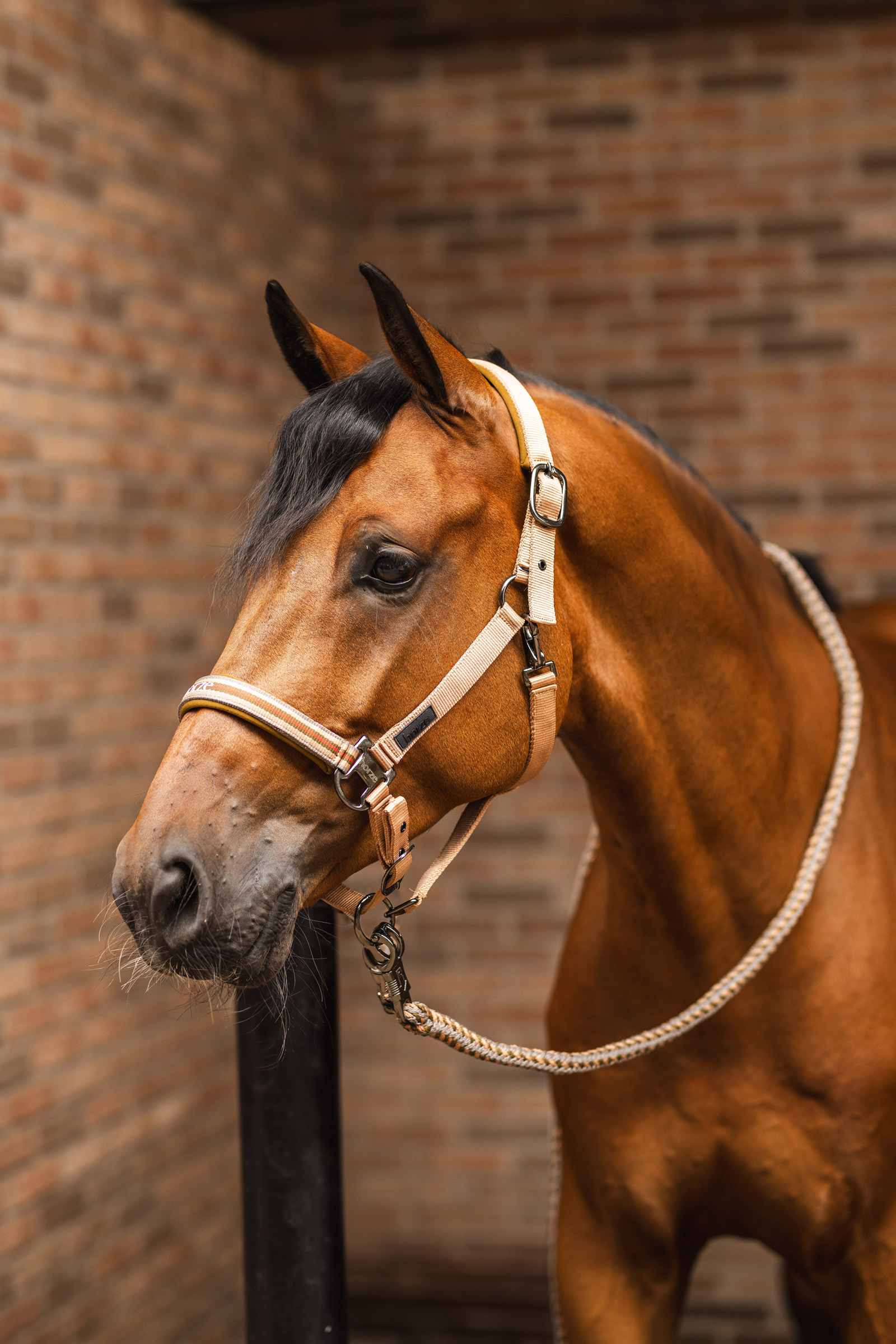 Ramal con Mosquet&oacute;n Anti-P&aacute;nico Horze High Life