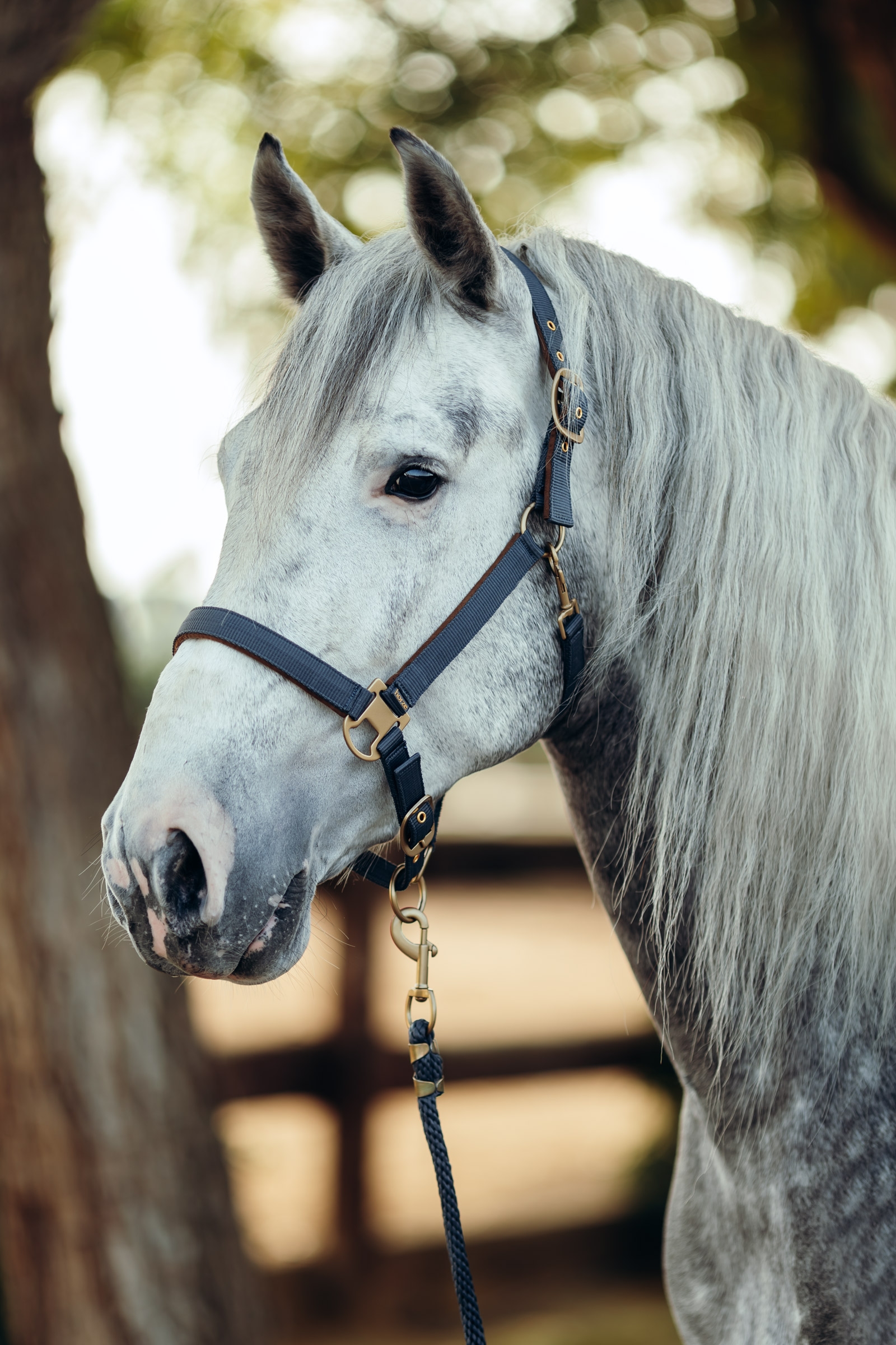 Cabezada de Cuadra Horze Houston