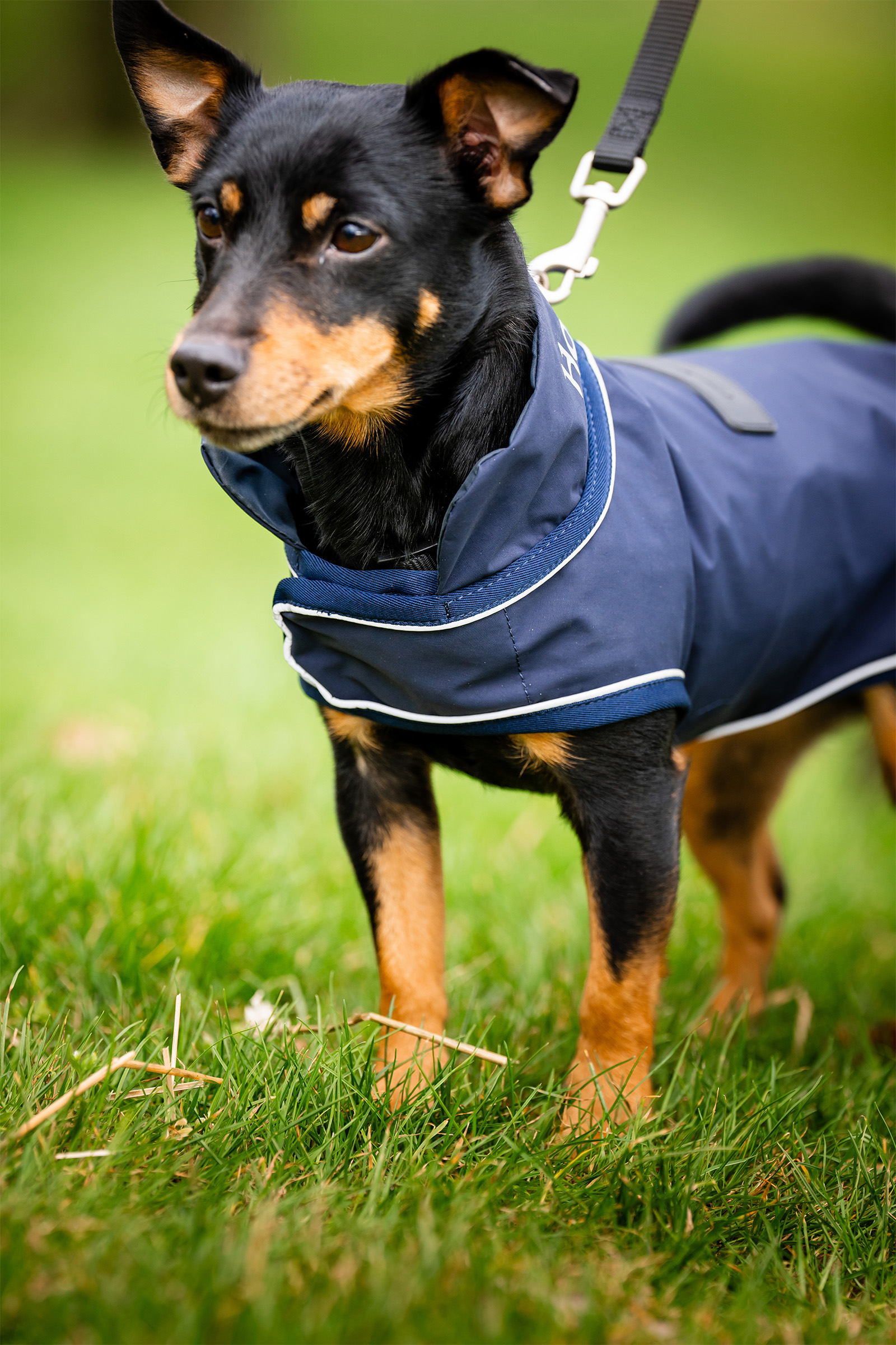 Capa de lluvia para perros Horseware Signature