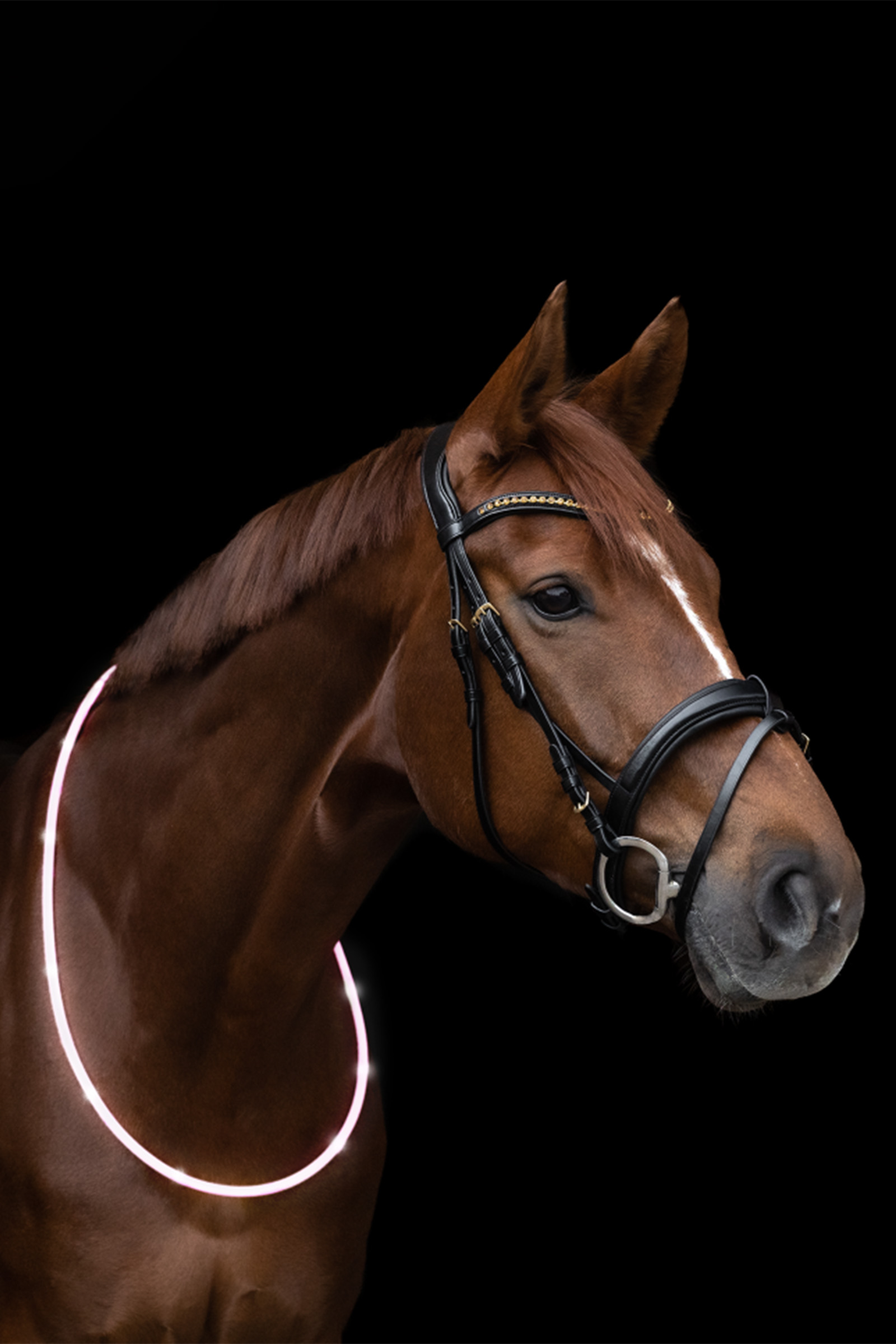 Waldhausen Collar LED ELT para caballo