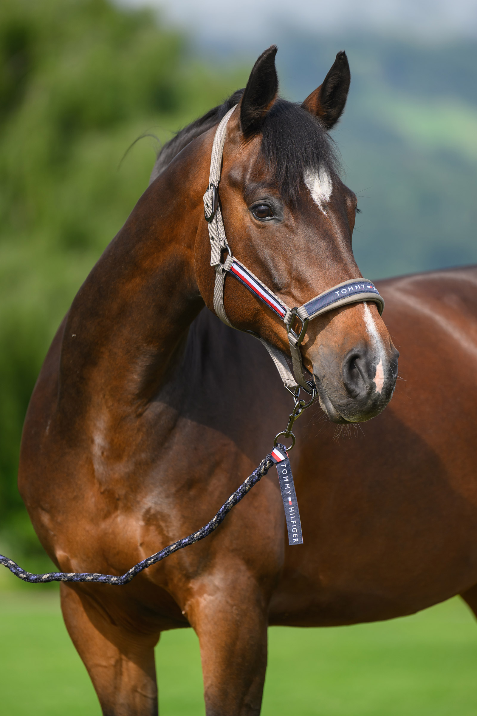 Ash Tommy Hilfiger Equestrian Yale set de cabezada y ramal