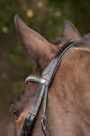 Kavalkade Charlotte Dressage Bridle Crank Noseband