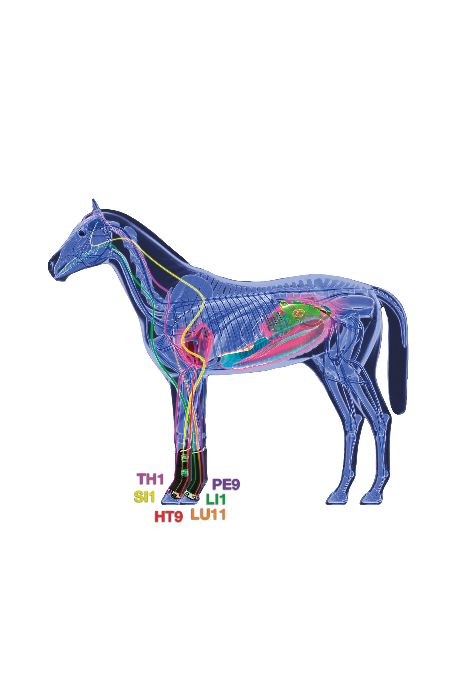 Bota de apoyo terapéutico Zandona Air frontal