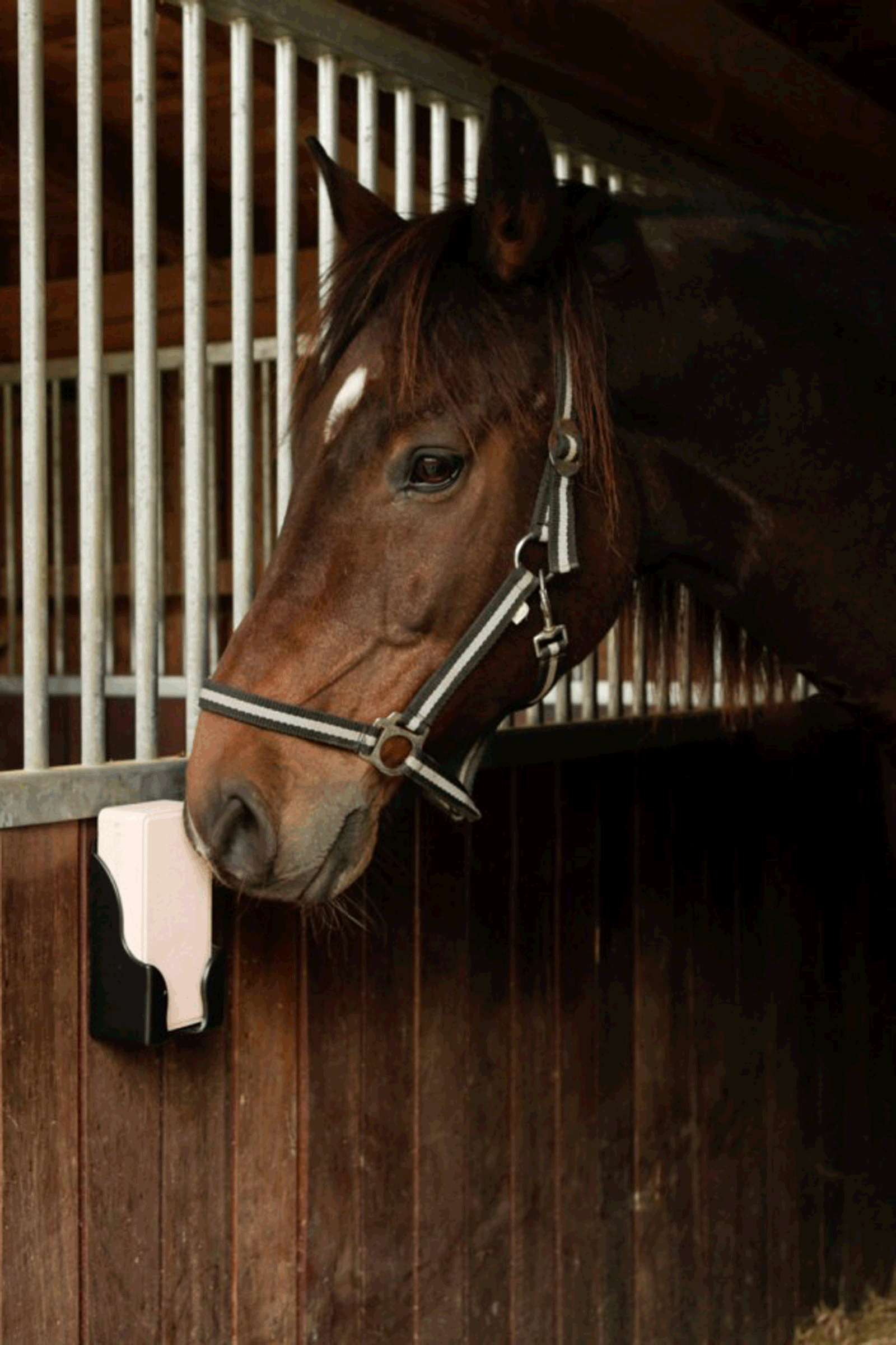 Soporte para bloques de sal rectangulares Kerbl