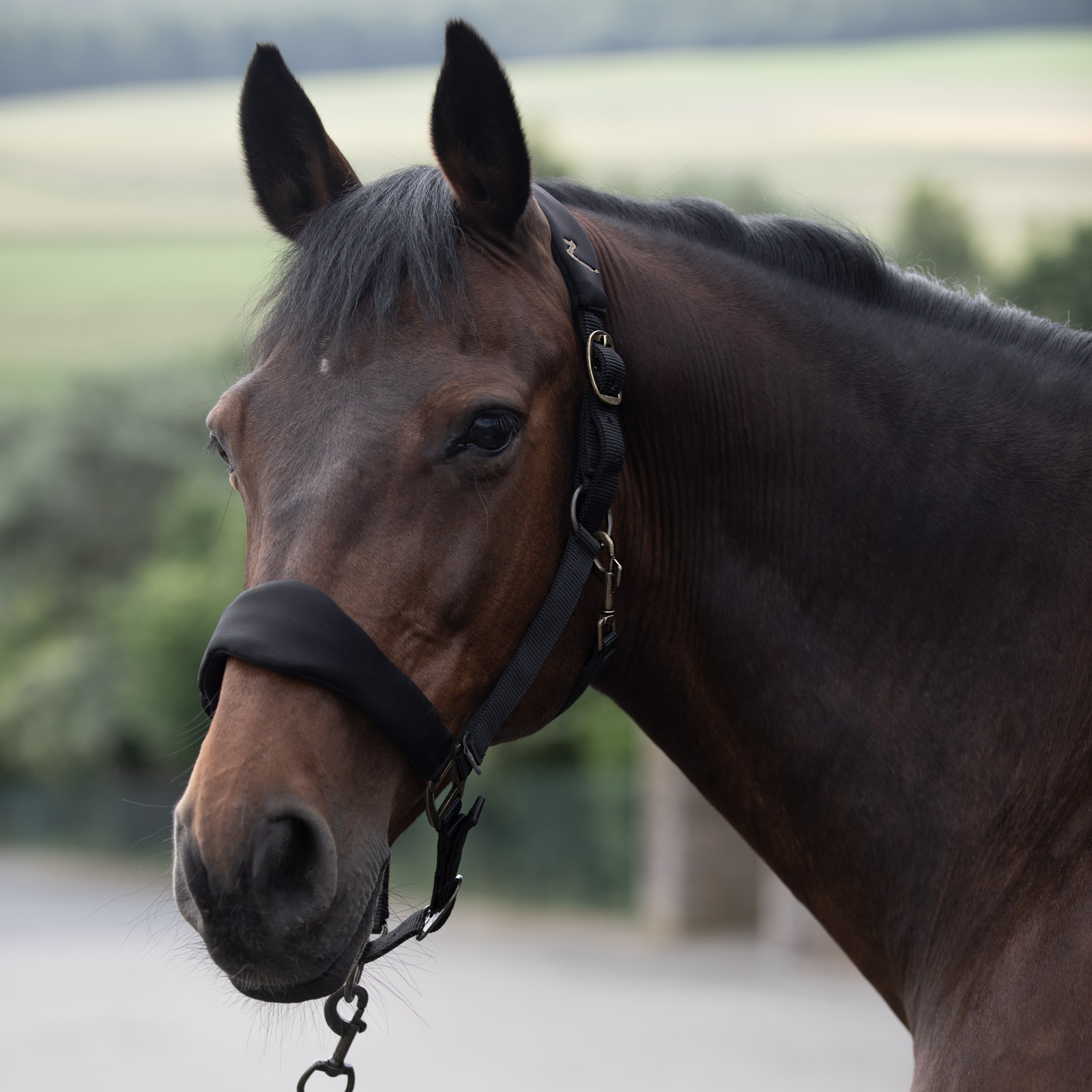 Cabezada de Cuadra Horze Graz