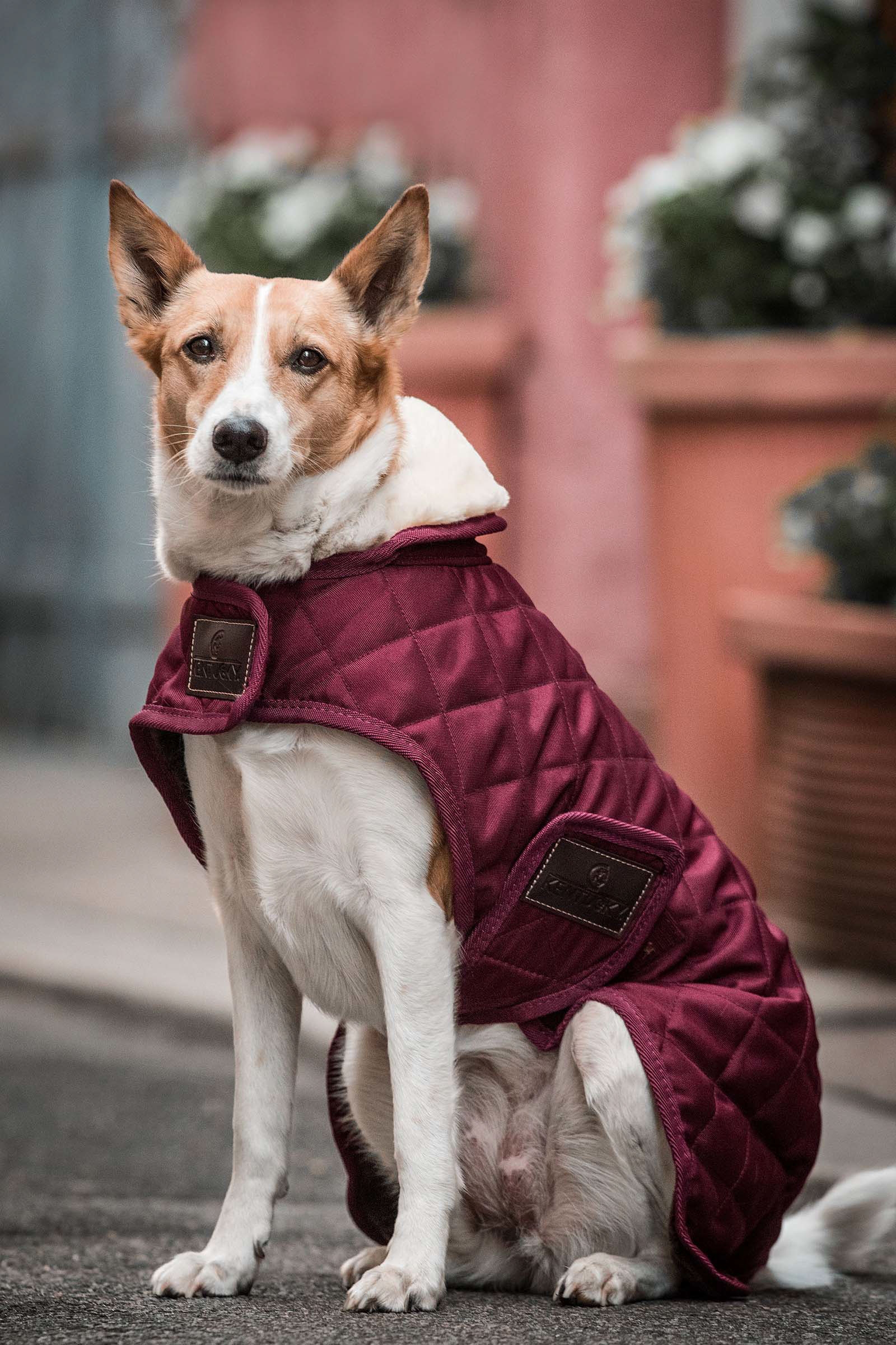 Dark Red Abrigo impermeable para perros Kentucky Dogwear