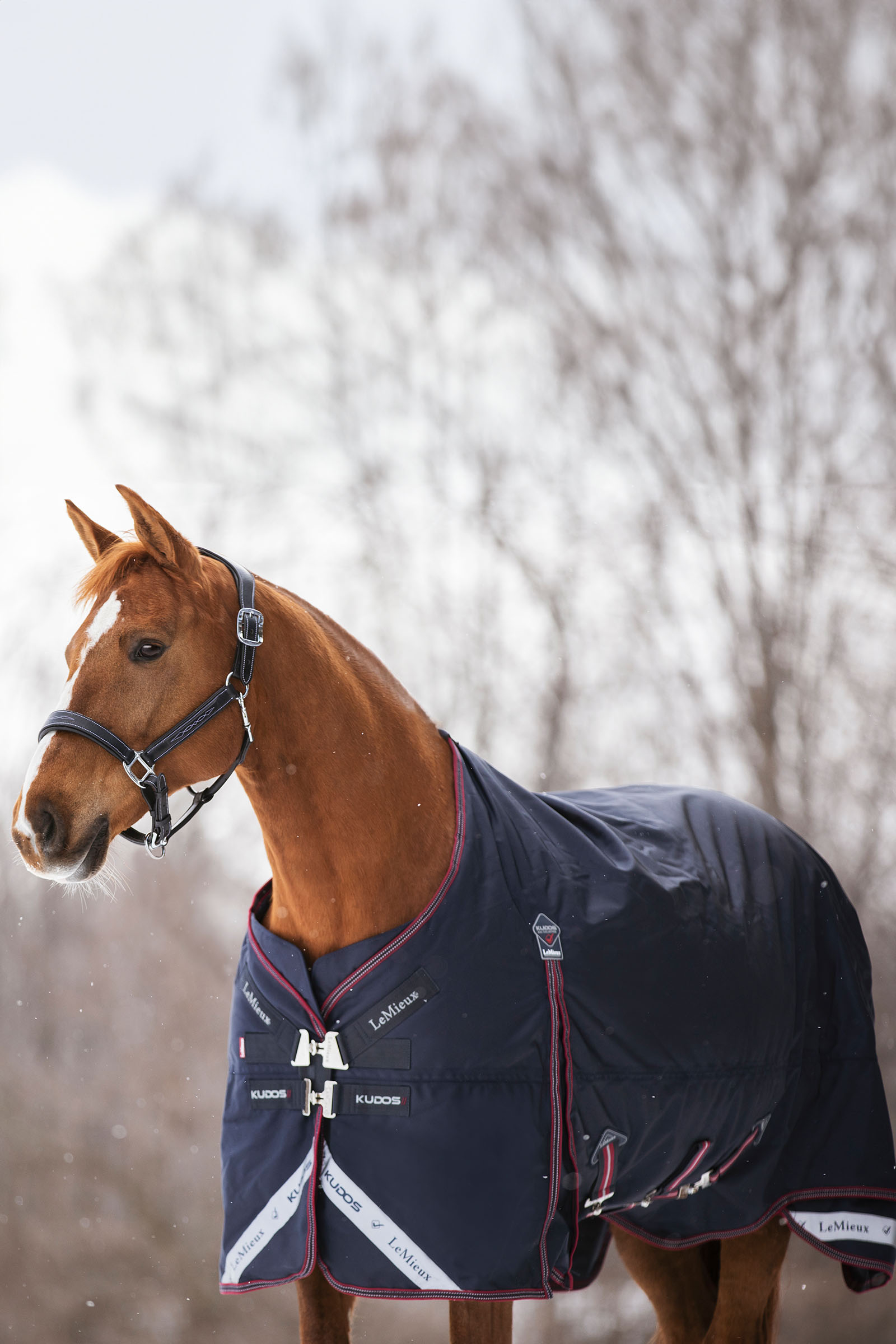 LeMieux Kudos manta ligera de exterior 100g