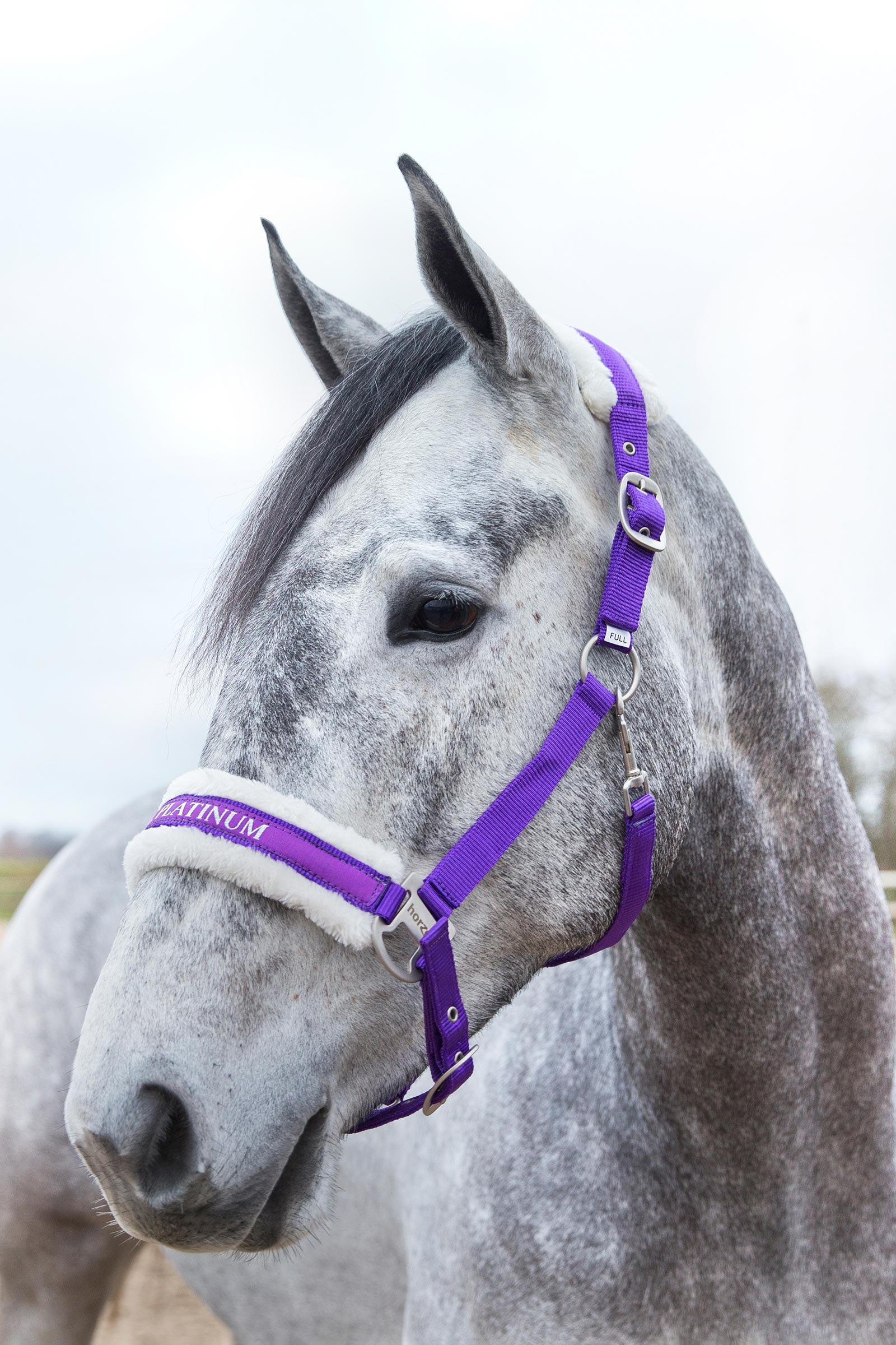 Cabezada de Cuadra Horze Howard