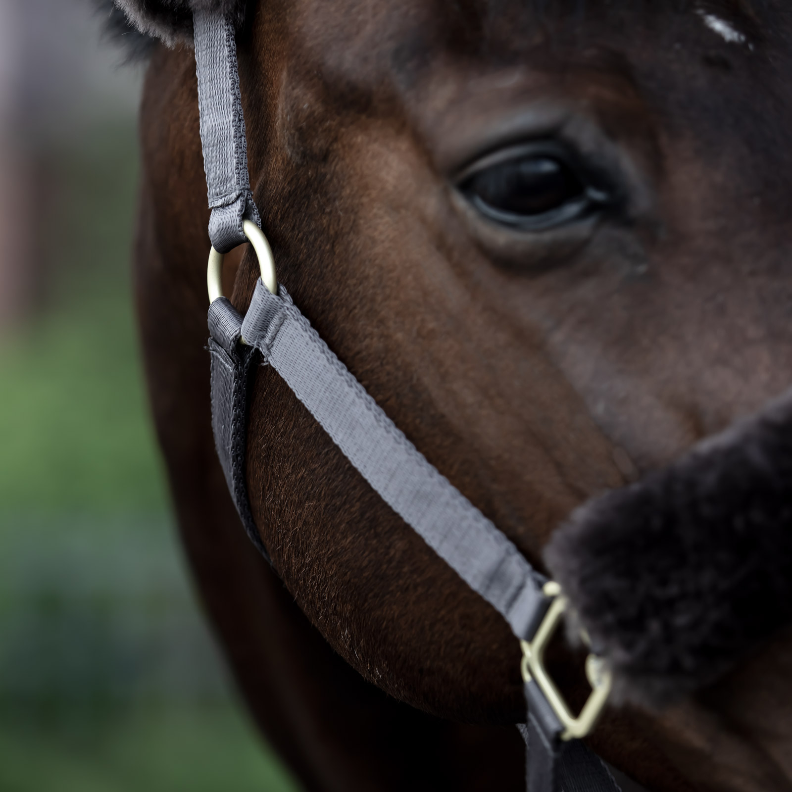 Cabezada de Cuadra con Piel de Cordero B Vertigo Laurier