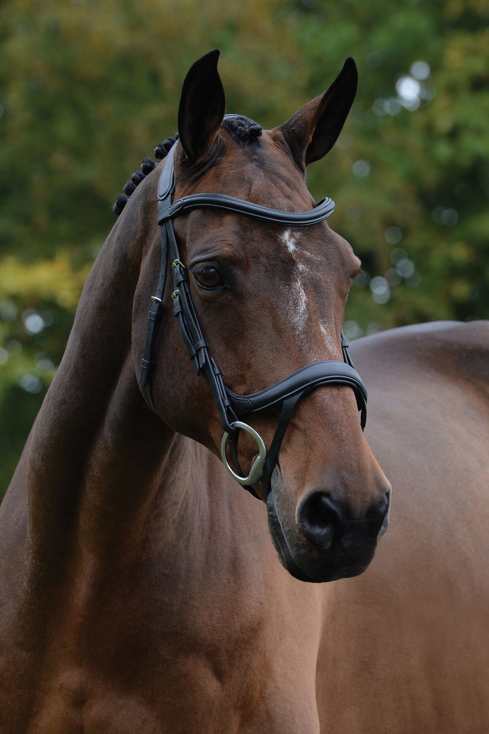 Collegiate Comfitec Vogue cabezada anatómica